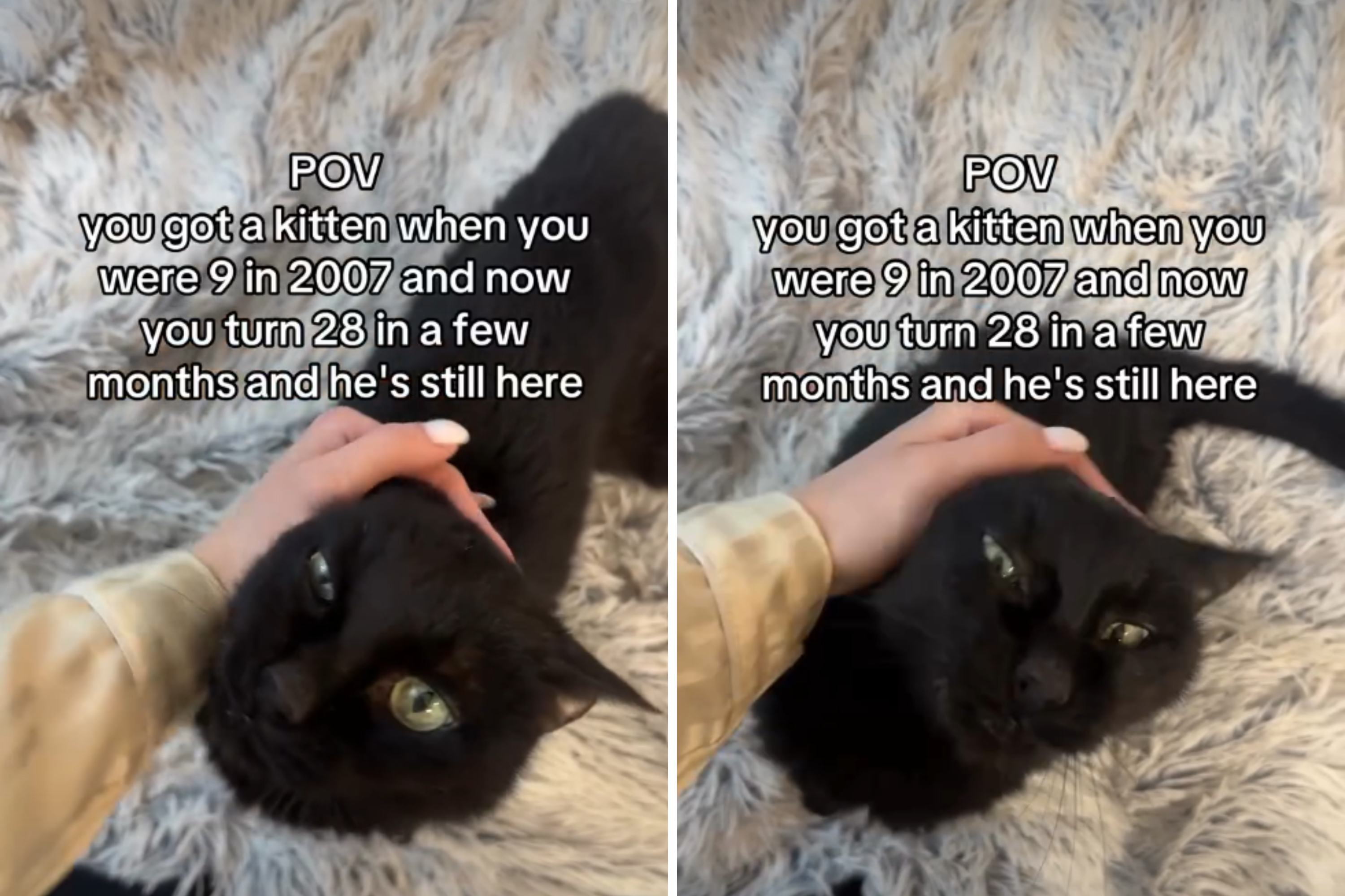 Woman Got a Kitten Aged 9, Tears at What Happens 18 Years Later