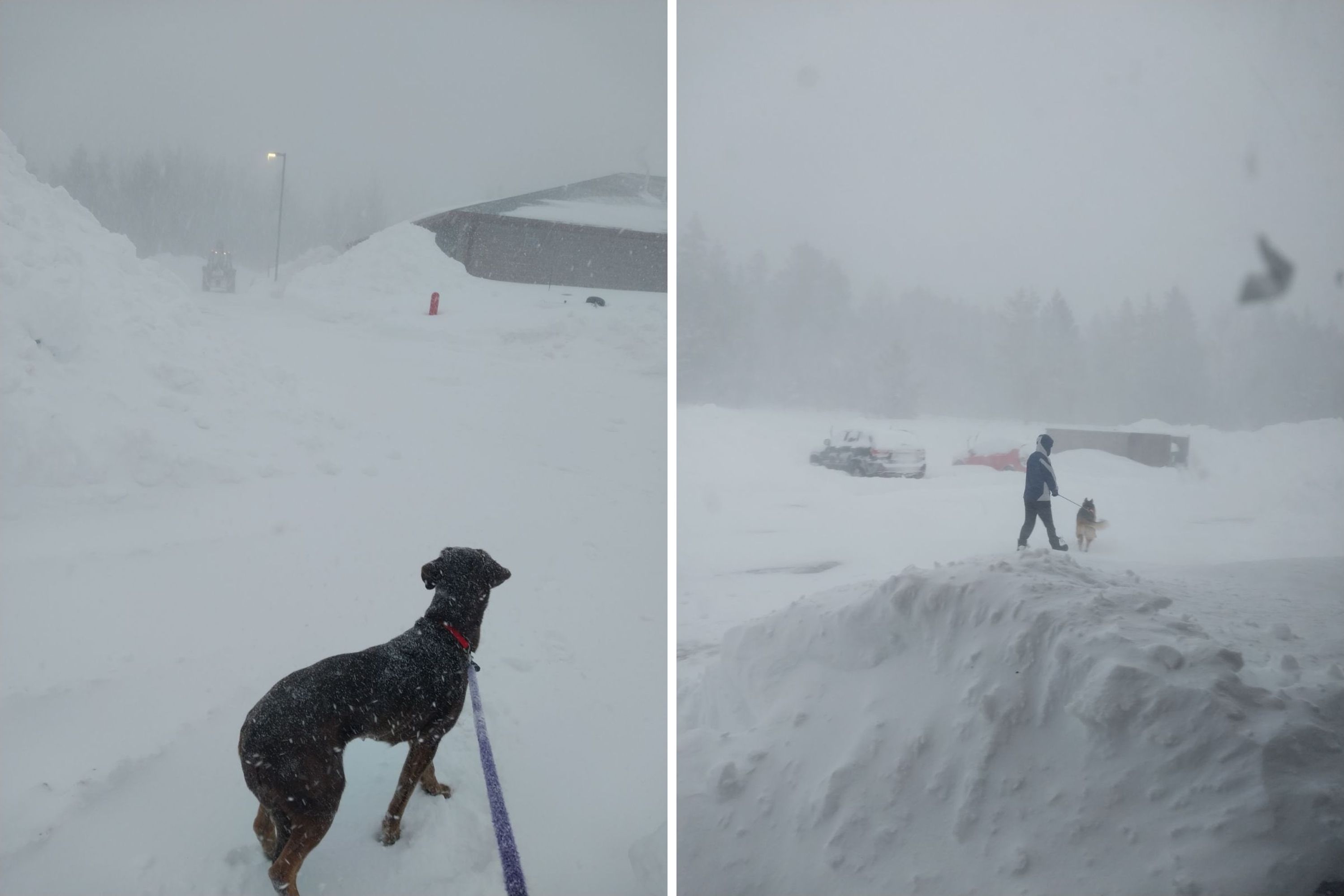 Winter Storm Made Travel Too Dangerous—Shelter Workers Stayed With Animals