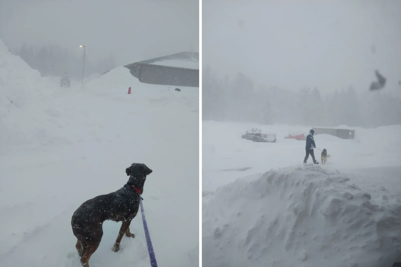Walking shelter dogs in blizzard