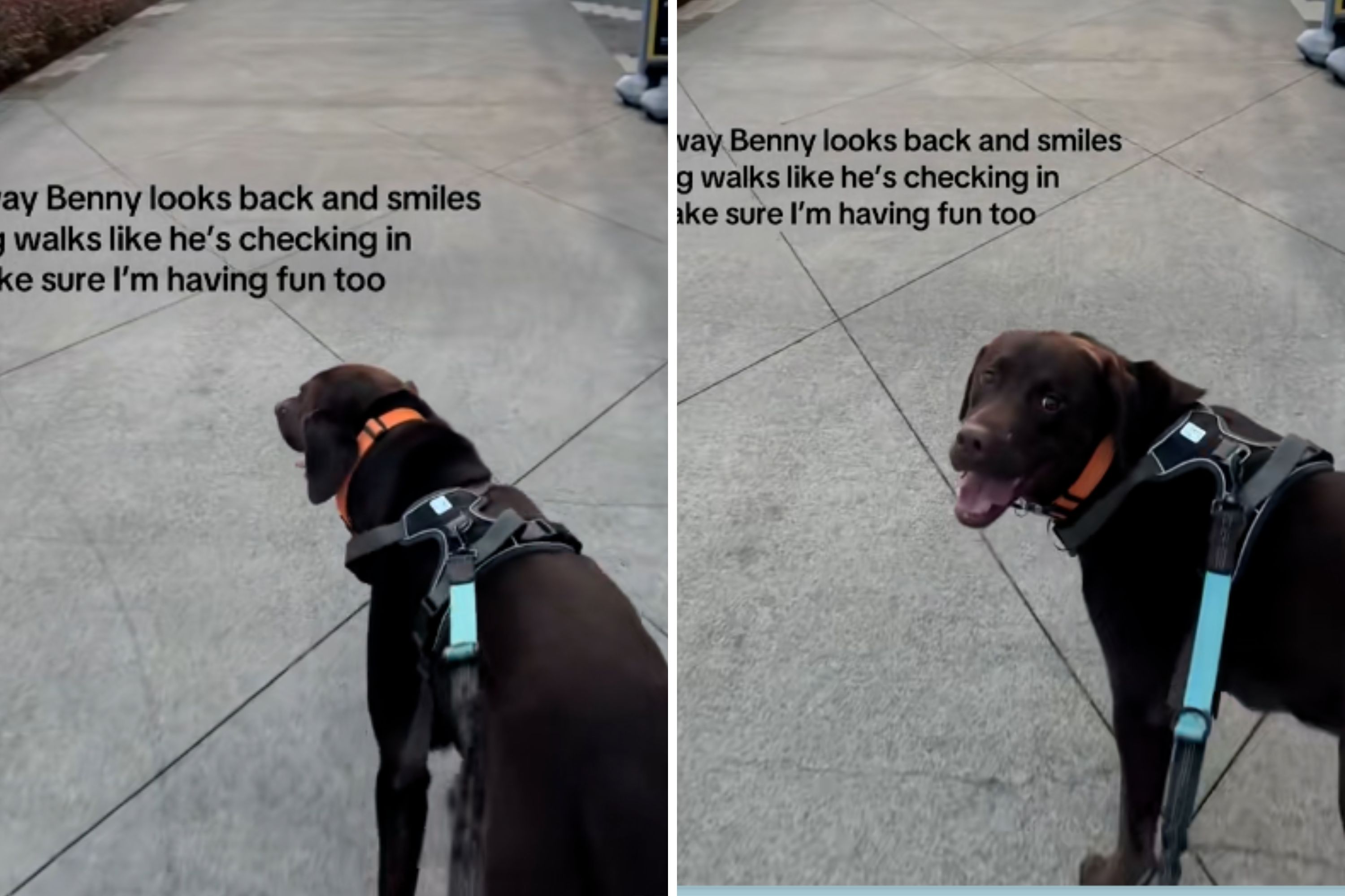 Internet Not Prepared for What Chocolate Lab Does for Owner on Every Walk