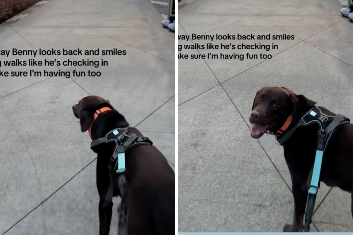Internet not prepared for what chocolate Lab does for owner on every walk