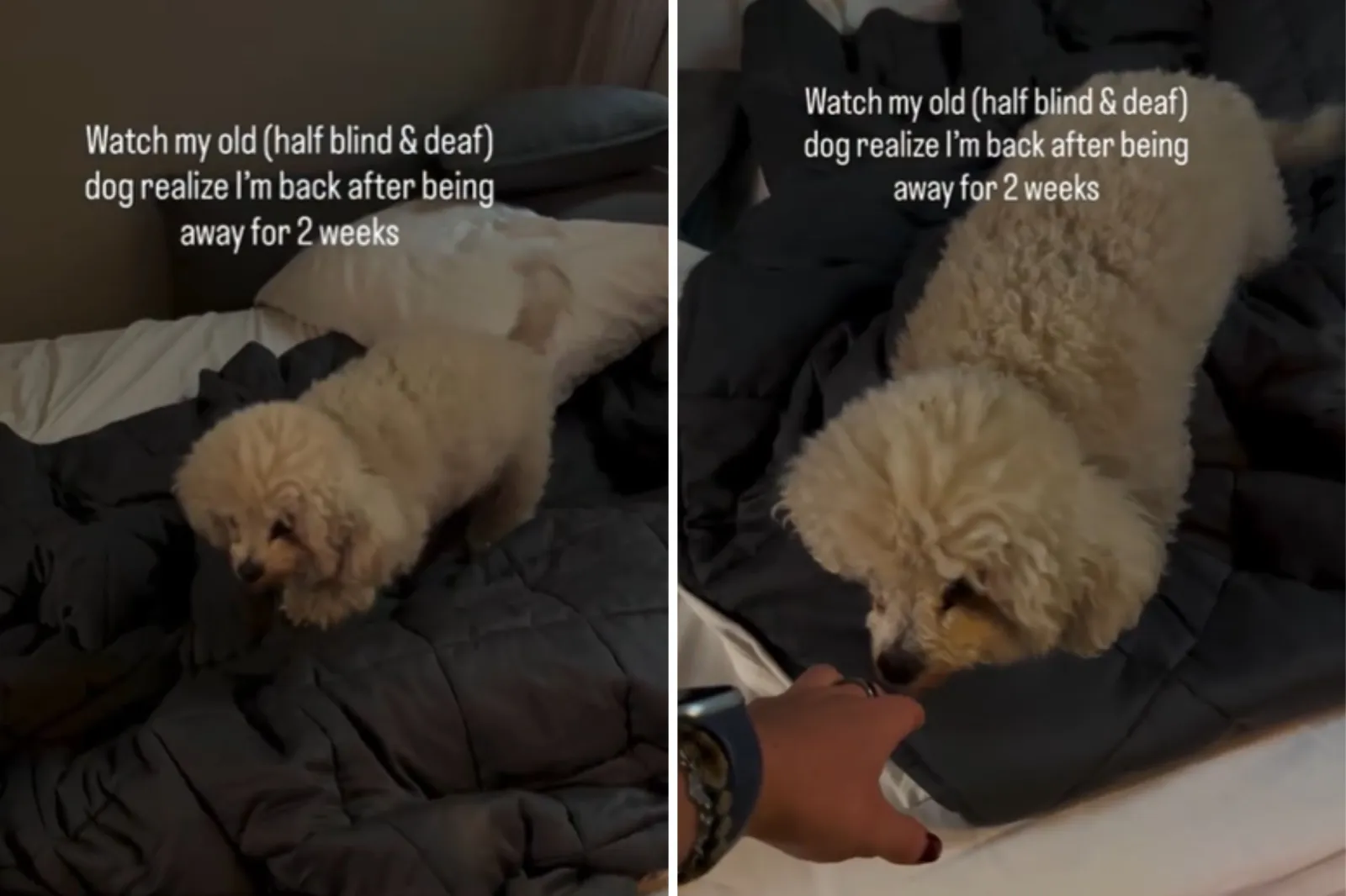 Touching Moment Partially Blind/Deaf Dog Knows Owner Is Home After 2 Weeks