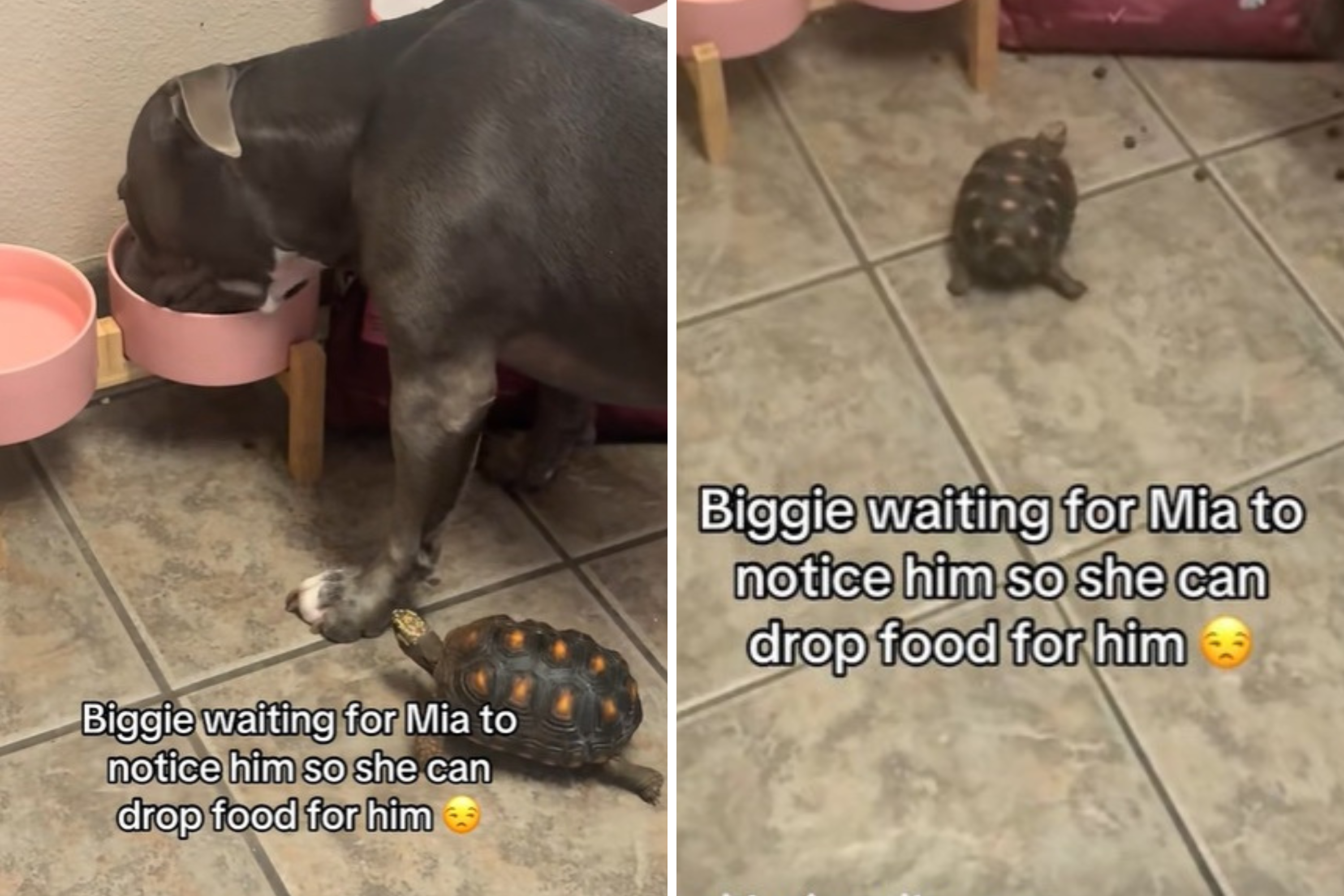 Pit Bull Gently Shares Food With Pet Turtle in Adorable Video
