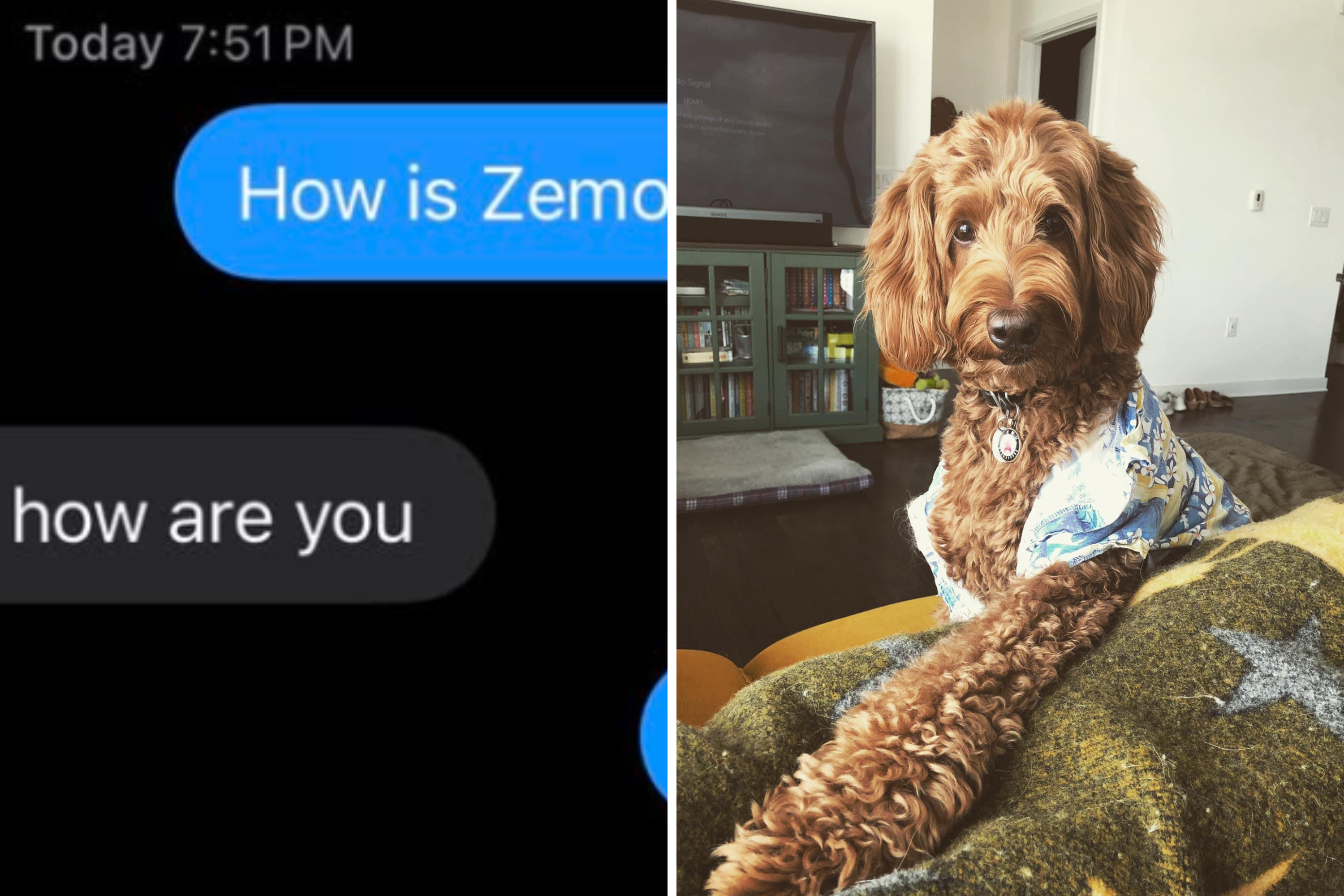 Man Texts Mom Dog Sitting His Labradoodle, Left Horrified at Her Reply