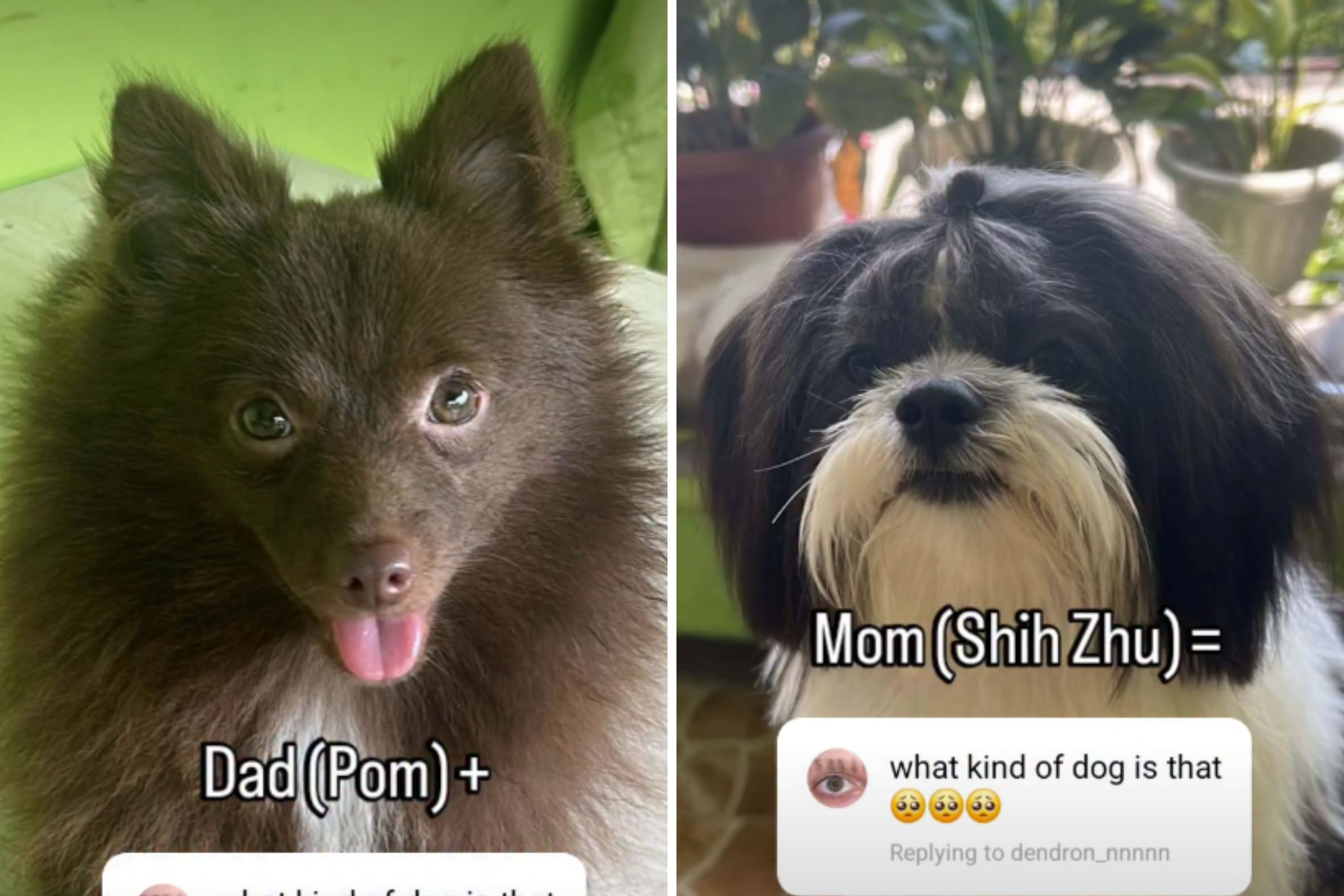 Pomeranian and Shih Tzu Mix Have Puppy, Owner Shares 'Perfect' Result
