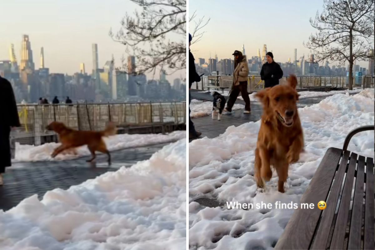 Hearts melt over what golden retriever does after losing owner on walk