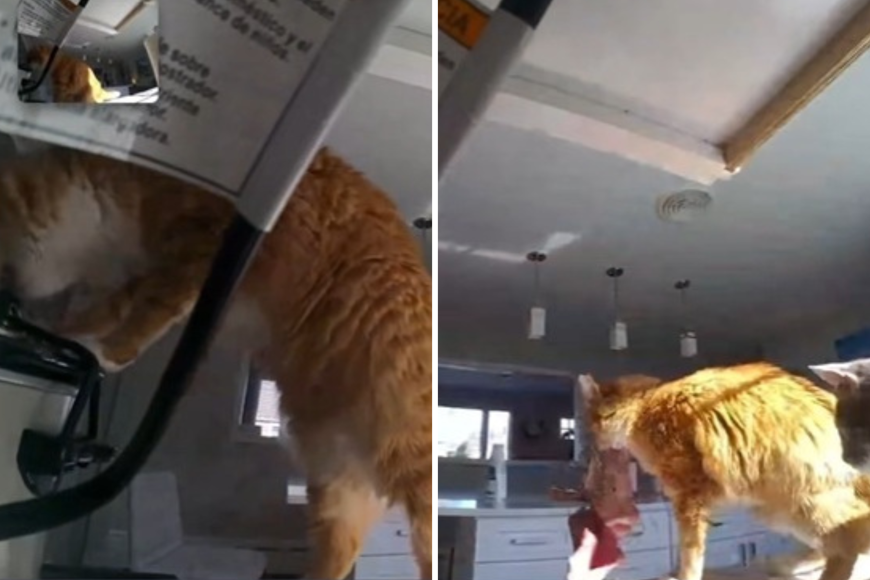 Orange Cat Raids Crock-Pot While Owner Is Away—Camera Captures It All