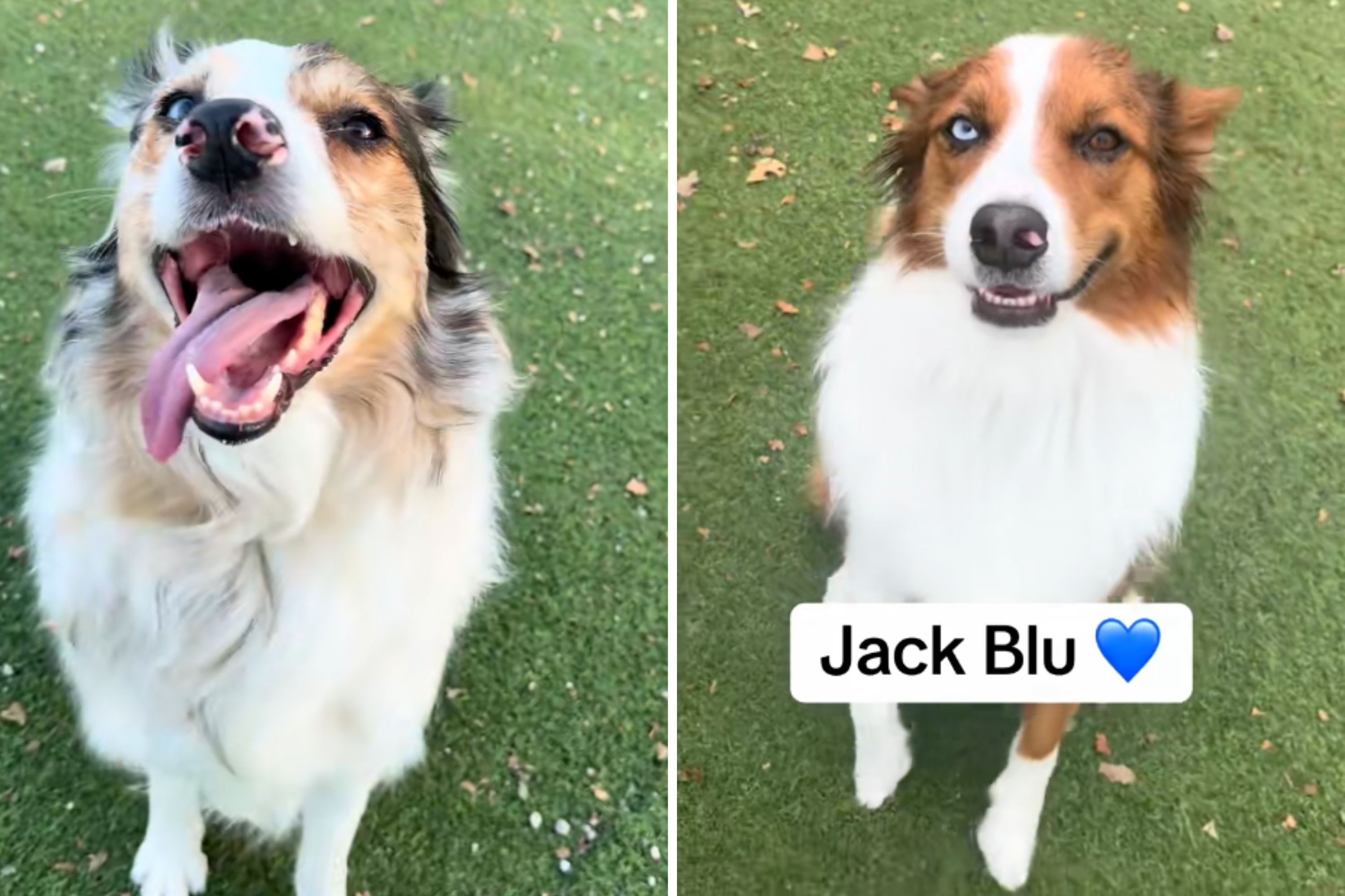 Day Care Welcomes Dogs—Then Staff Realize They Share One Rare Genetic Trait