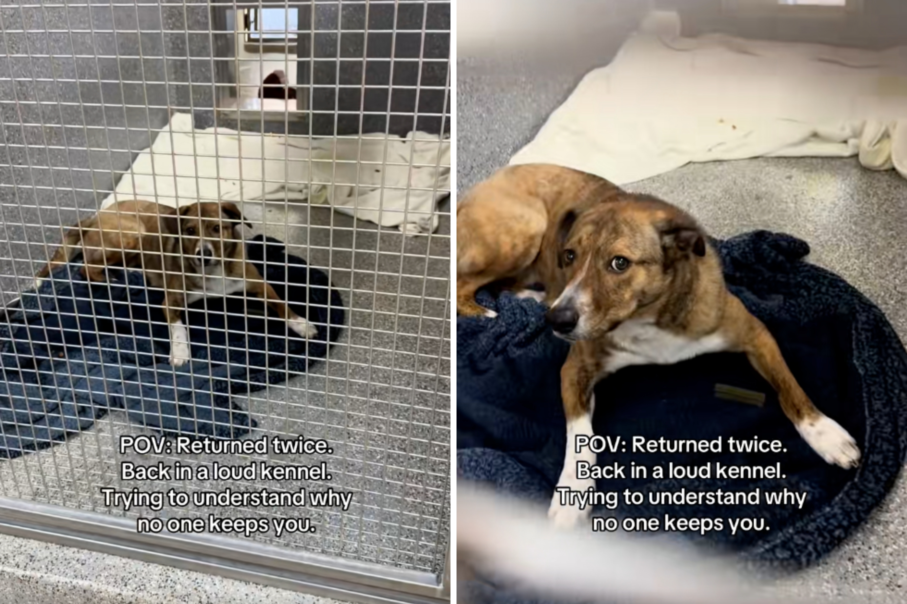 Dog Returned To Shelter Twice 'Trying To Understand' Why Nobody Wants Her