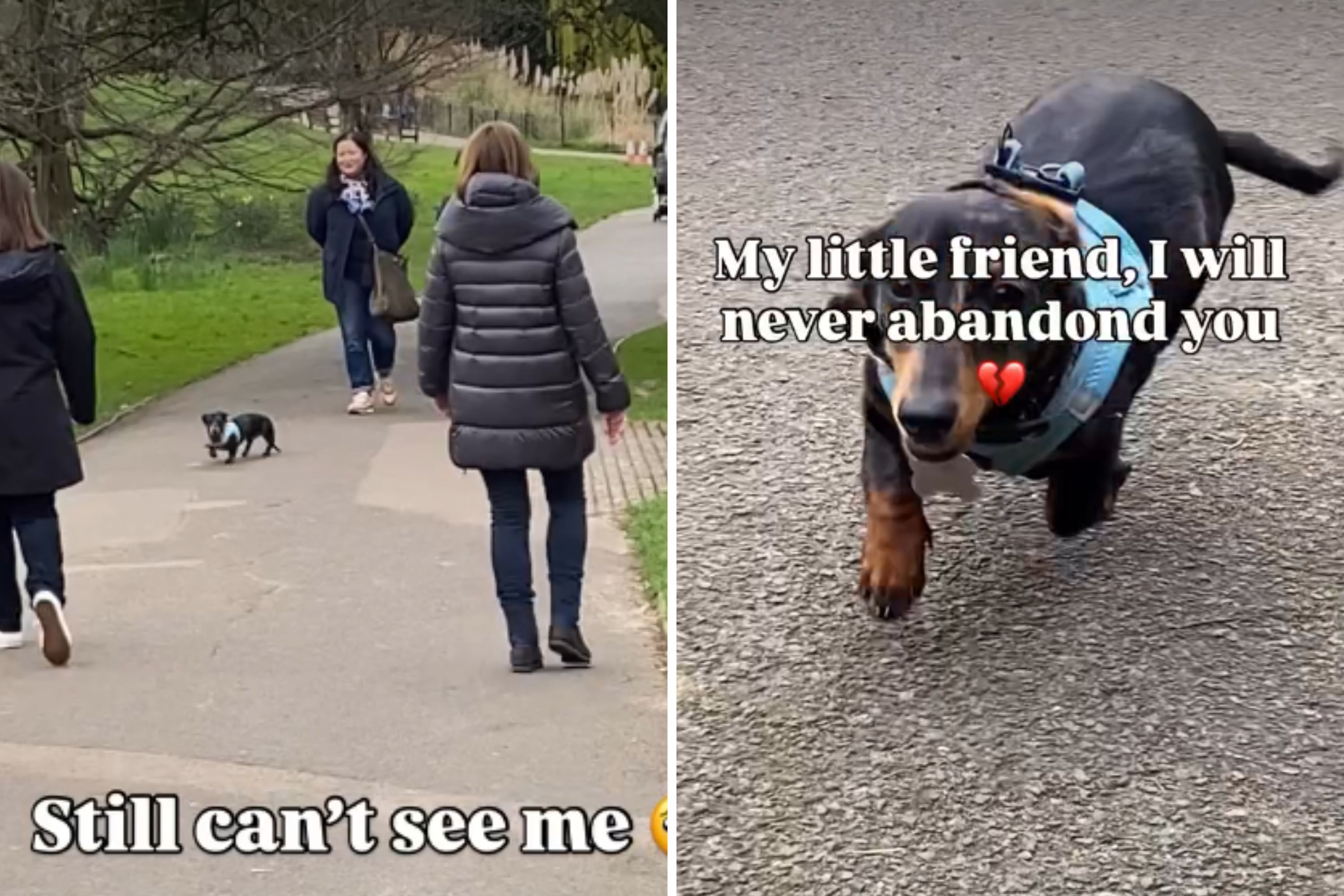 Dachshund’s Reaction to Seeing Owner After Losing Her in Crowd Melts Hearts