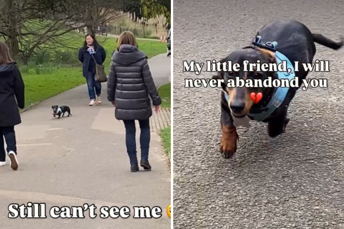 Dachshund's reaction to seeing owner after losing her in crowd melts hearts