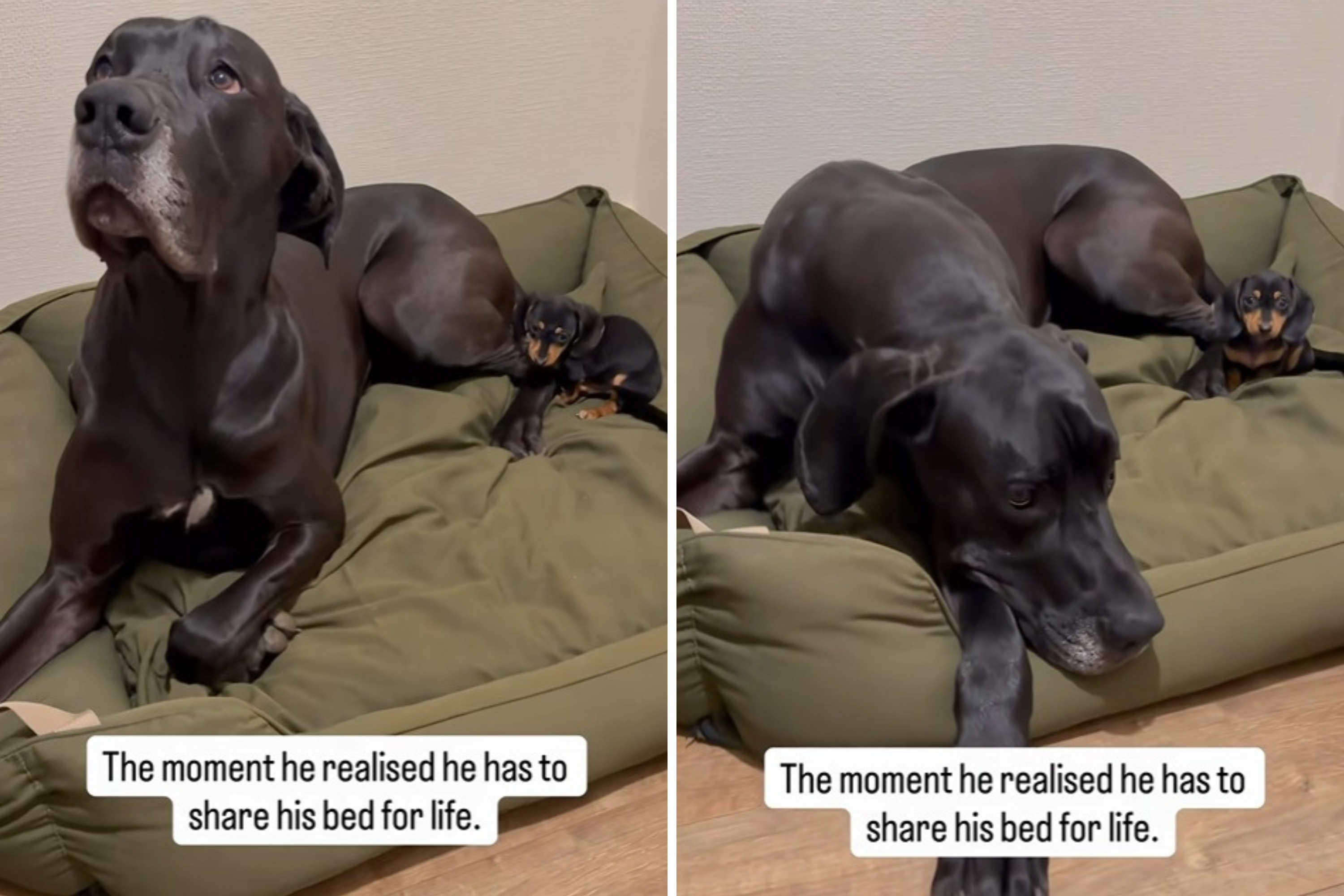 Great Dane Gets Puppy Sibling, Then Reality Hits Over Sleeping Arrangement