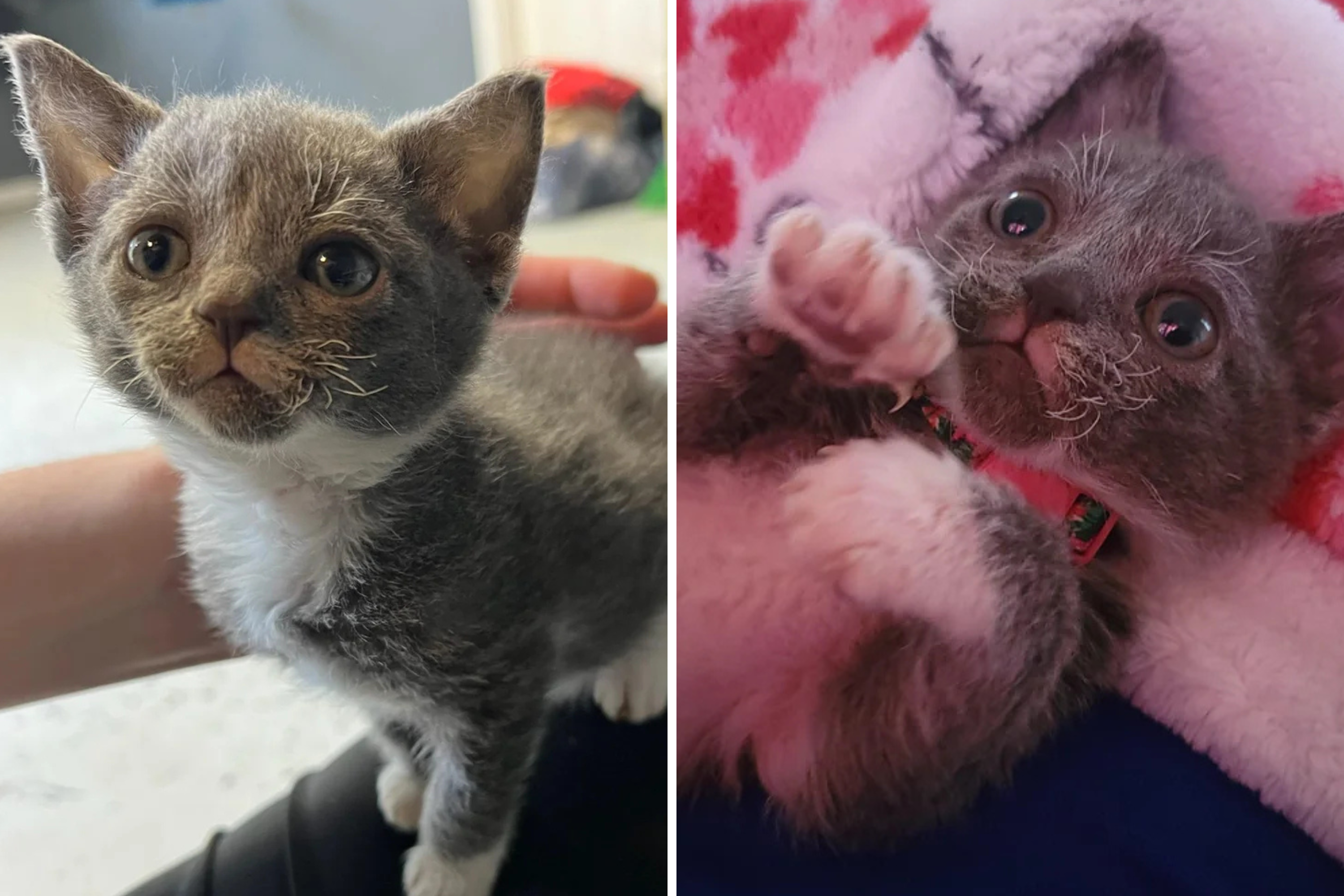 Kitten Rejected by Family for Being ‘Ugly’—Someone Chose Her Anyway