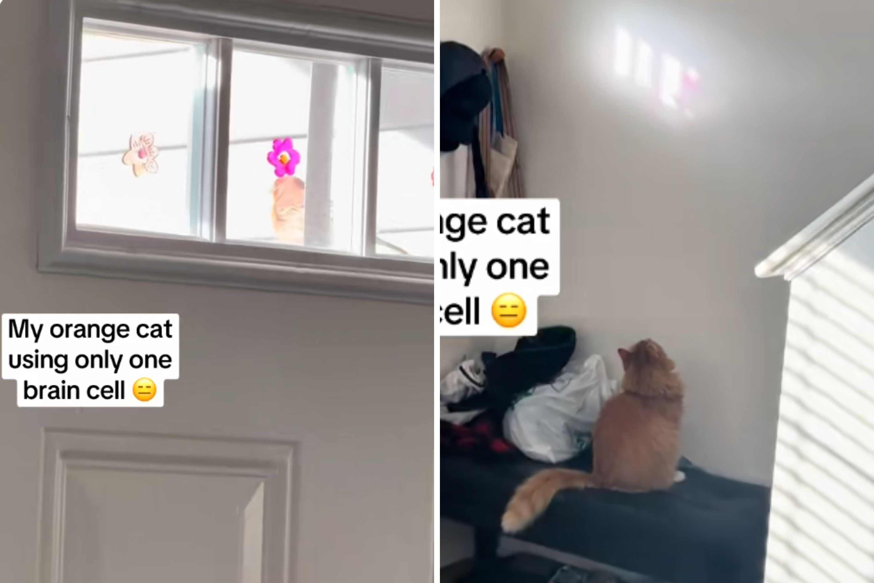 Owner Spots Orange Cat Watching Bird, but He’s 'Using Only One Brain Cell'
