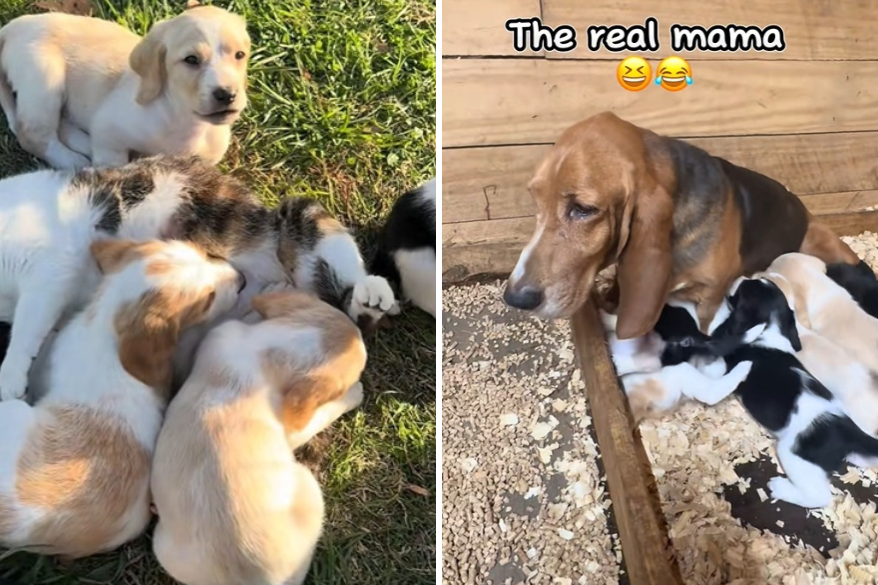 Basset Hound Takes Break From Puppies, Shock Over Who Owner Find Them With