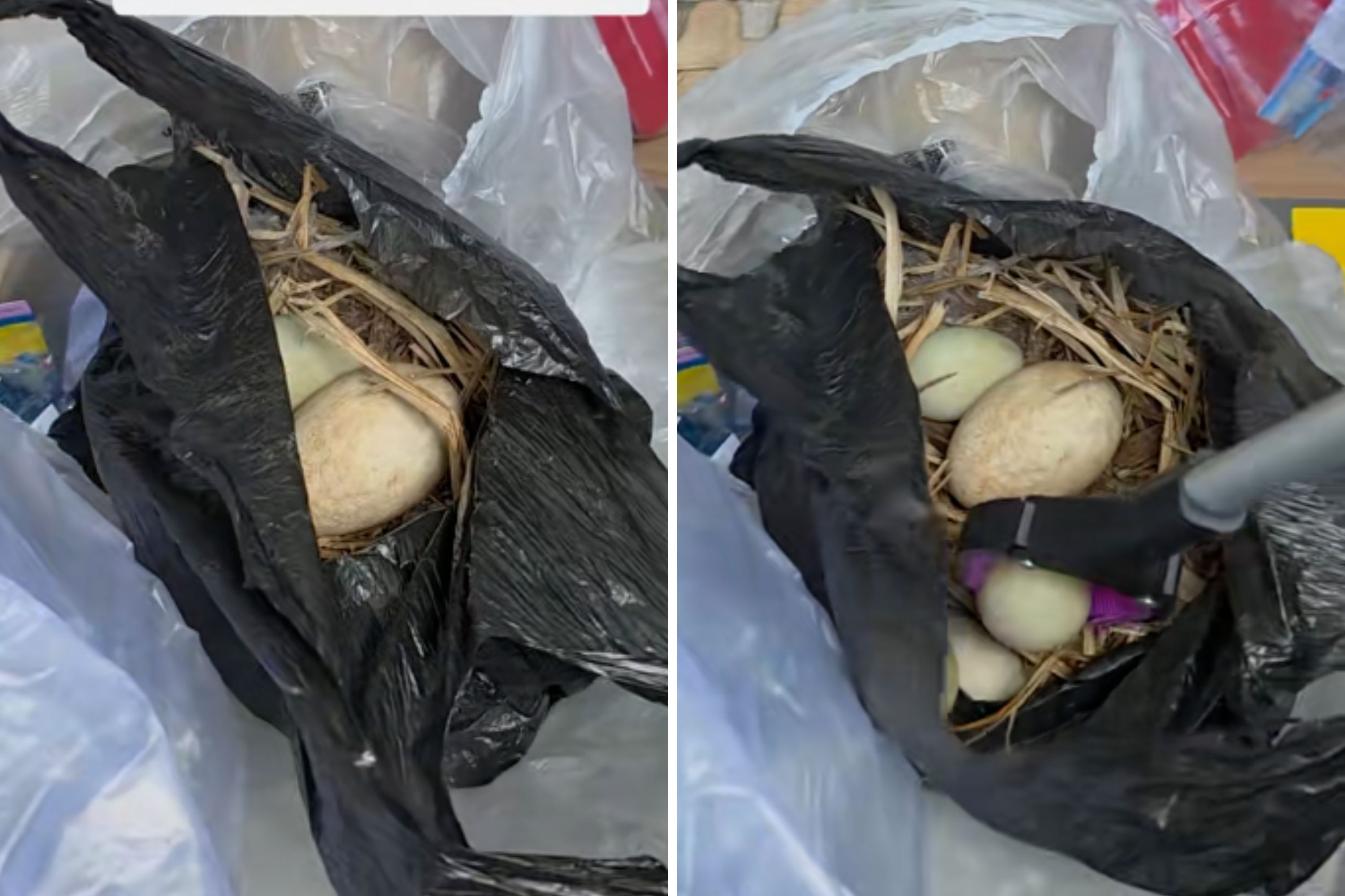 Fury Over What Woman Finds While Dumpster Diving: 'Unbelievably Sickening'