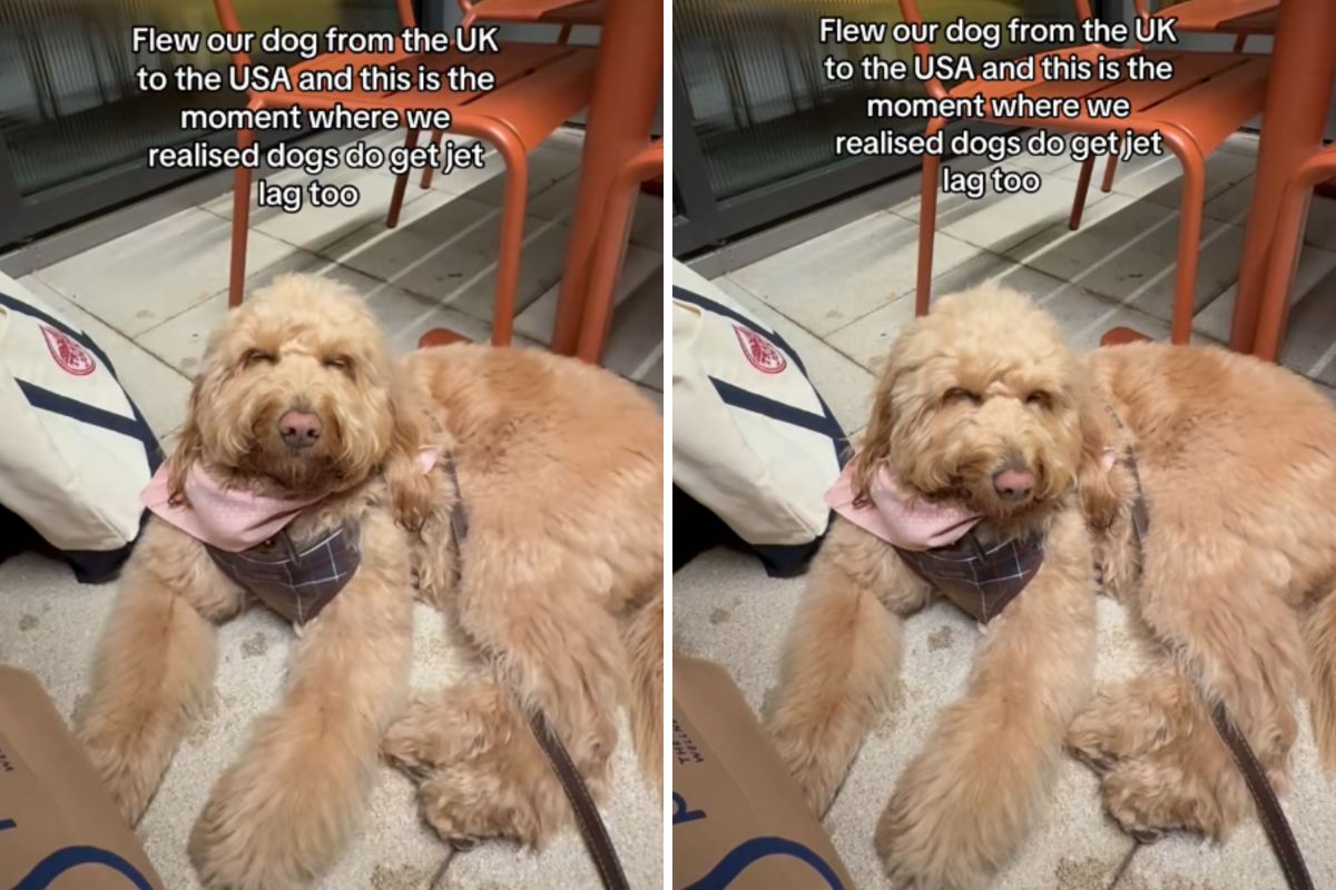 Owners Travel With Goldendoodle From UK to US, Then Time Catches Up to Her