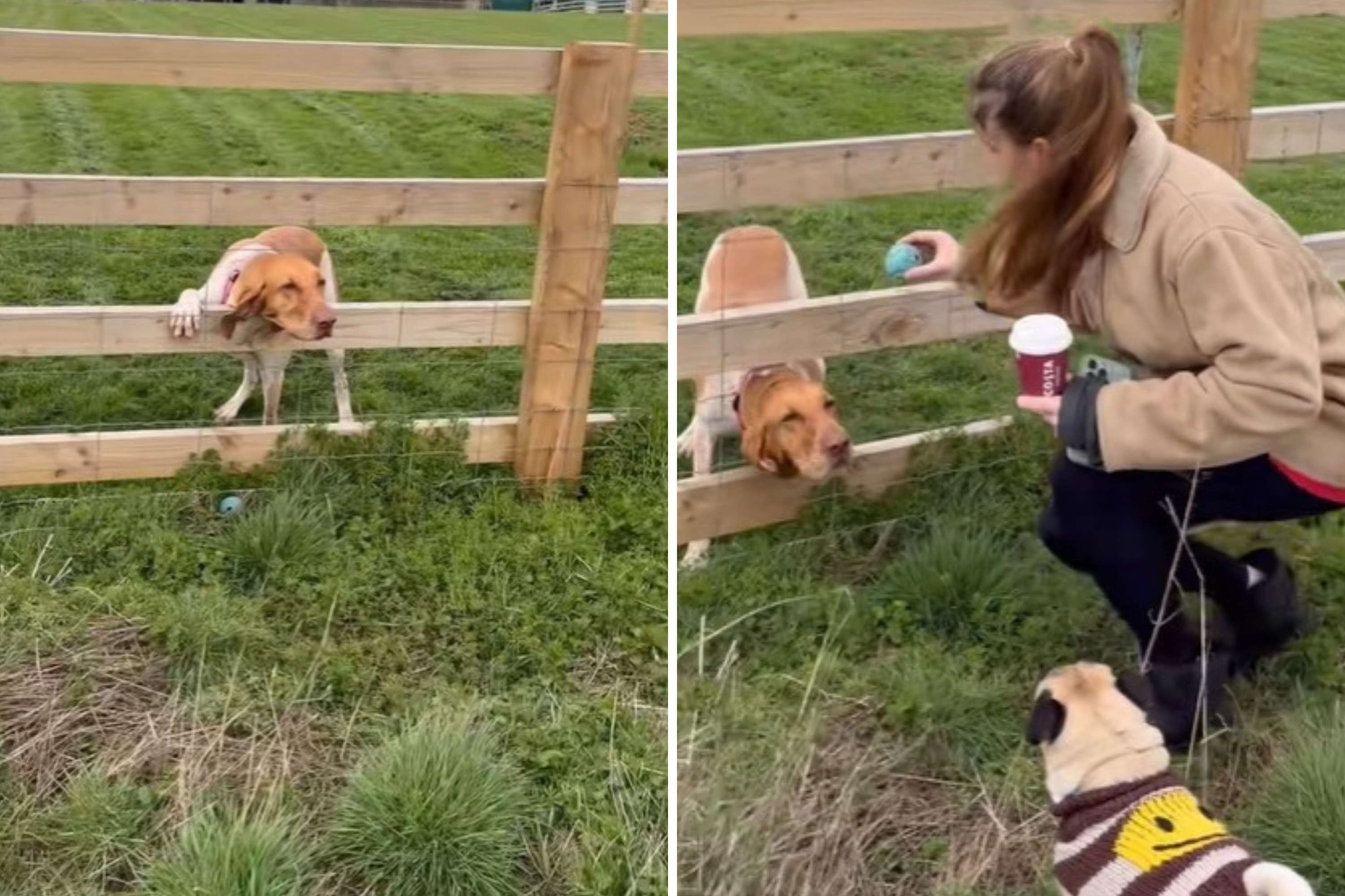Woman Helps Dog Find ‘Lost’ Ball, Then Realizes He Had a Plan