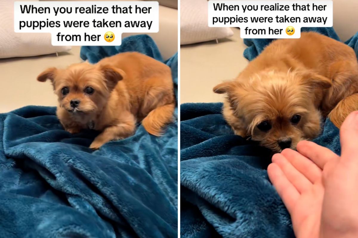 Owners Adopt Inconsolable Dog&mdash;Horror As They Realize What She&rsquo;s Grieving