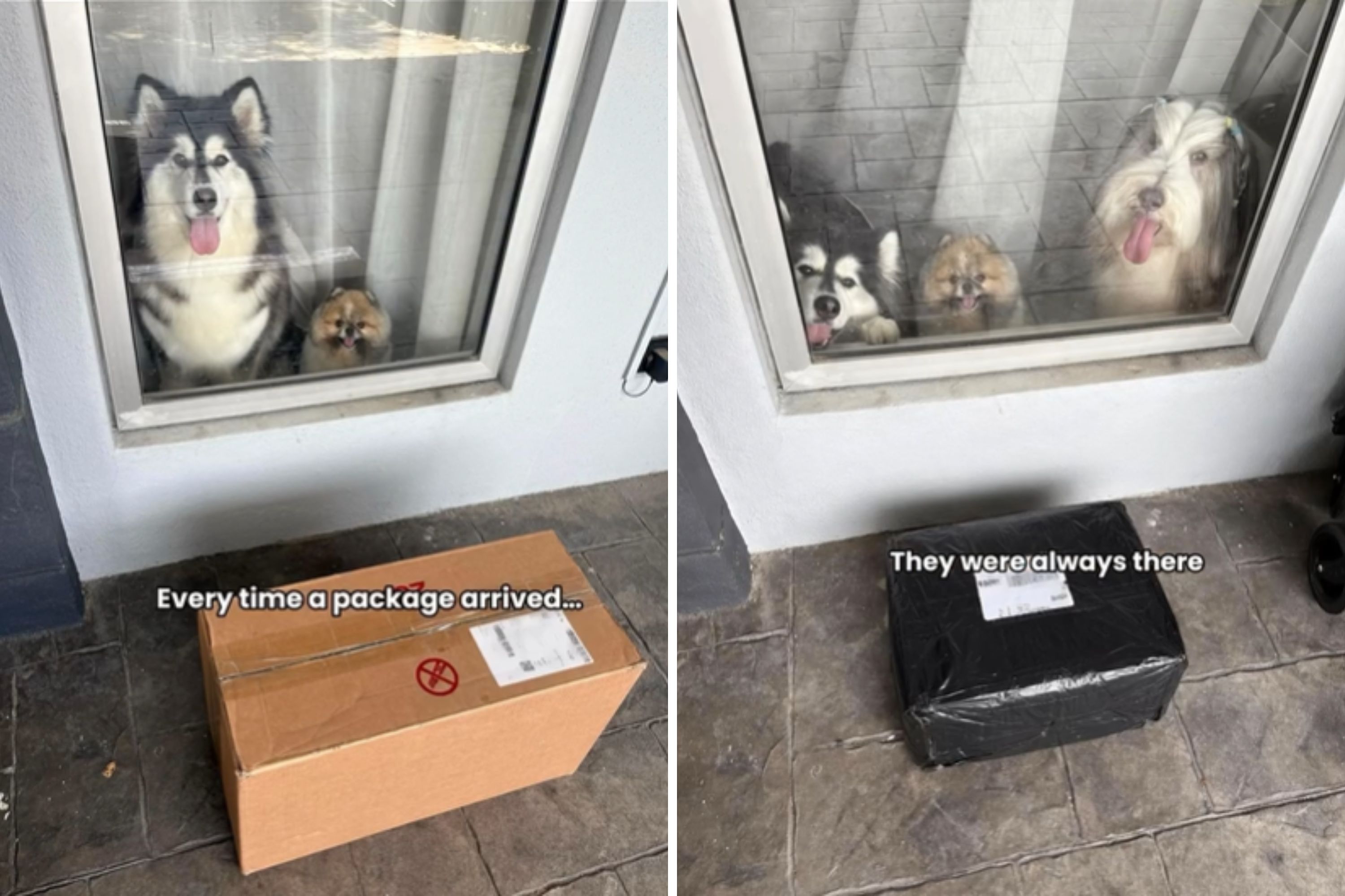 Delivery Driver Texts Dog Owner—Can’t Believe What He Admits After Years