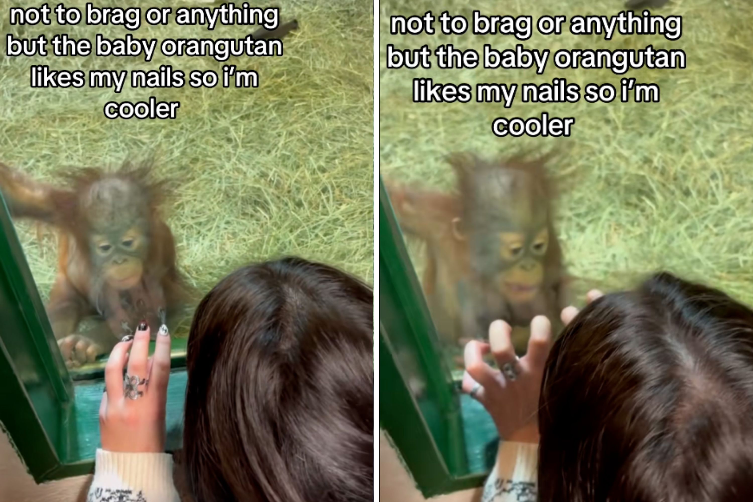 Baby Orangutan Sees Woman's Acrylic Nails—No One Prepared for Her Reaction