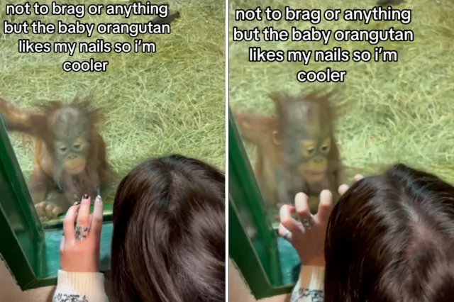 Baby orangutan likes woman's nails