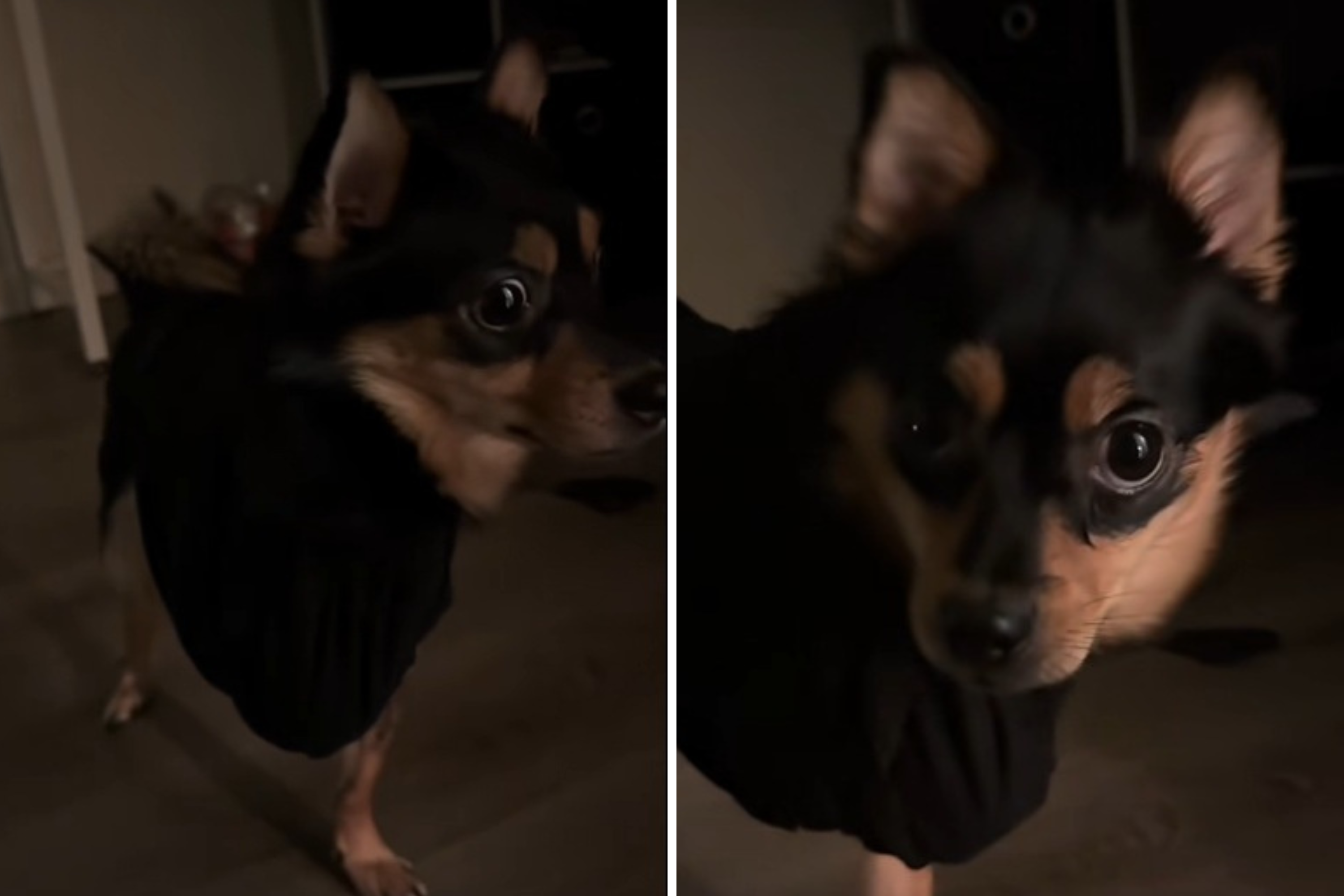 Dog Barks at Disabled Dog—Owner Handles It the Best Way