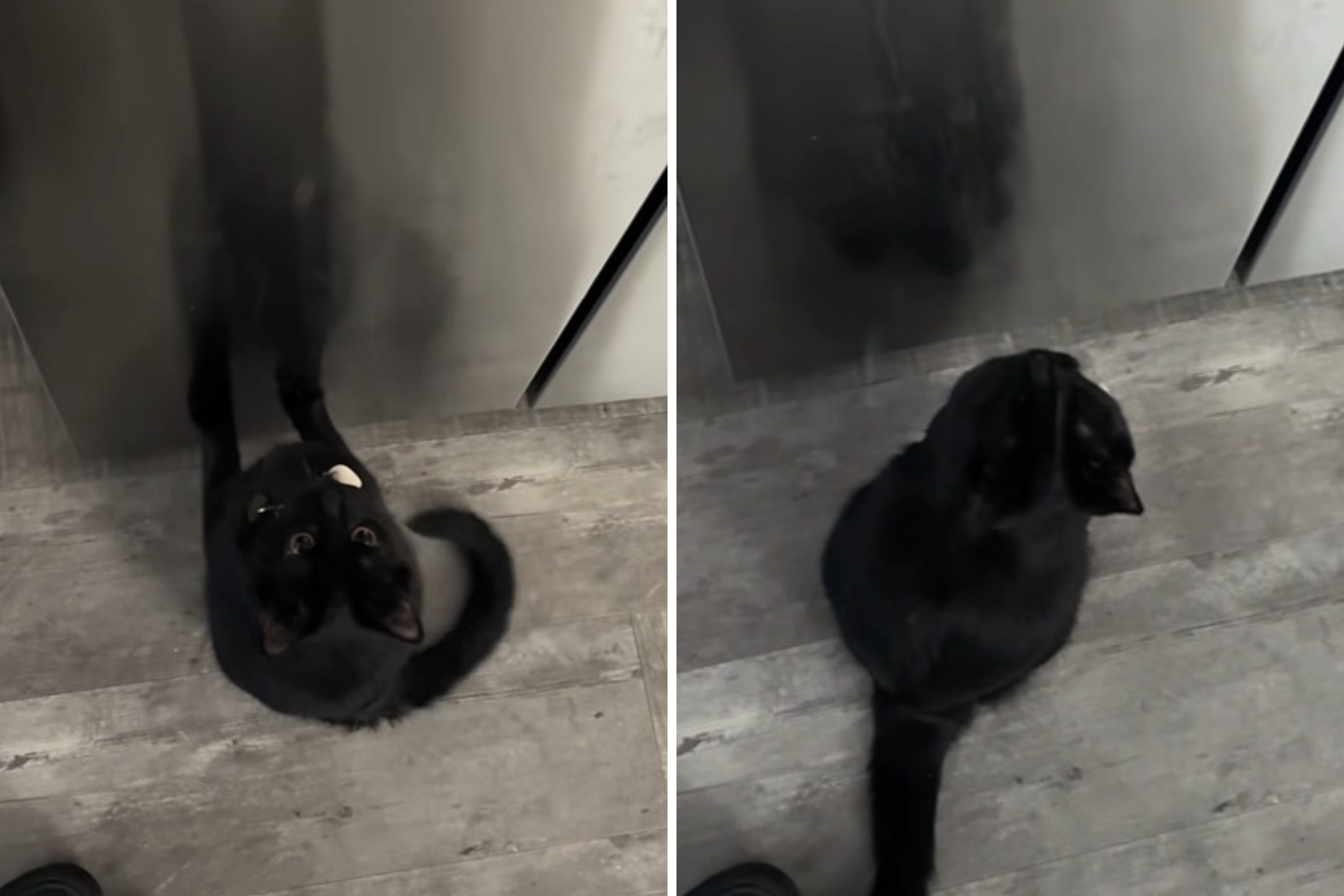 Woman Looks After Mom’s Cat—Then Realizes Why She Keeps Meowing at Fridge