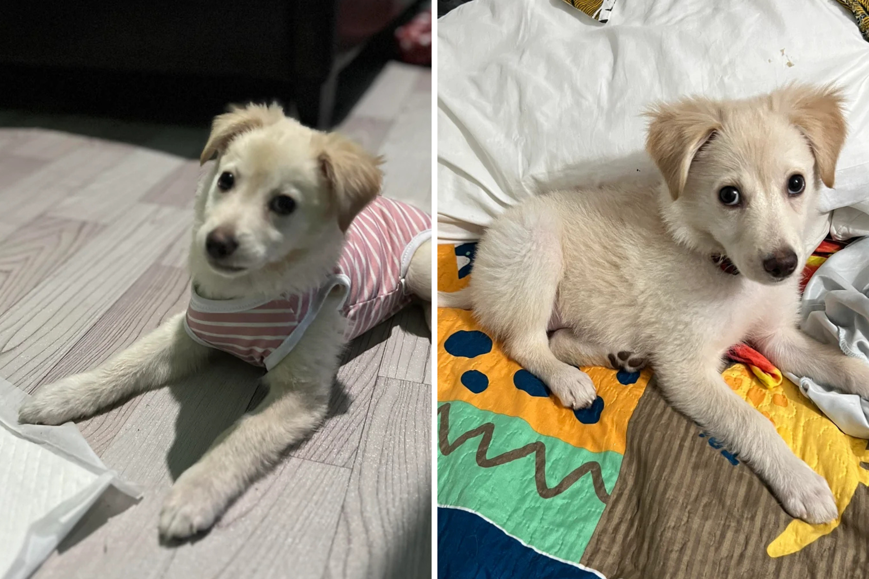 Owner Adopts Golden Retriever Puppy—Then Notices Something About His Ears