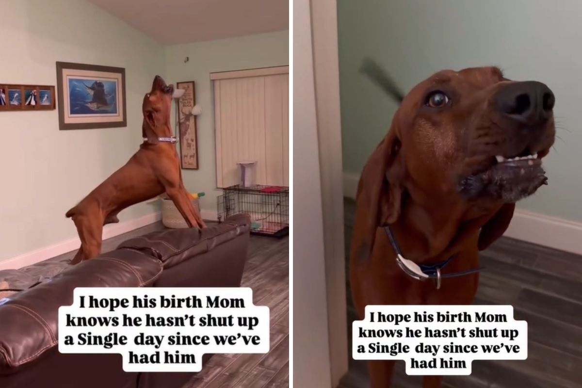 Adopter Has Message for Dog’s Birth Mom About One Thing He Does Every Day