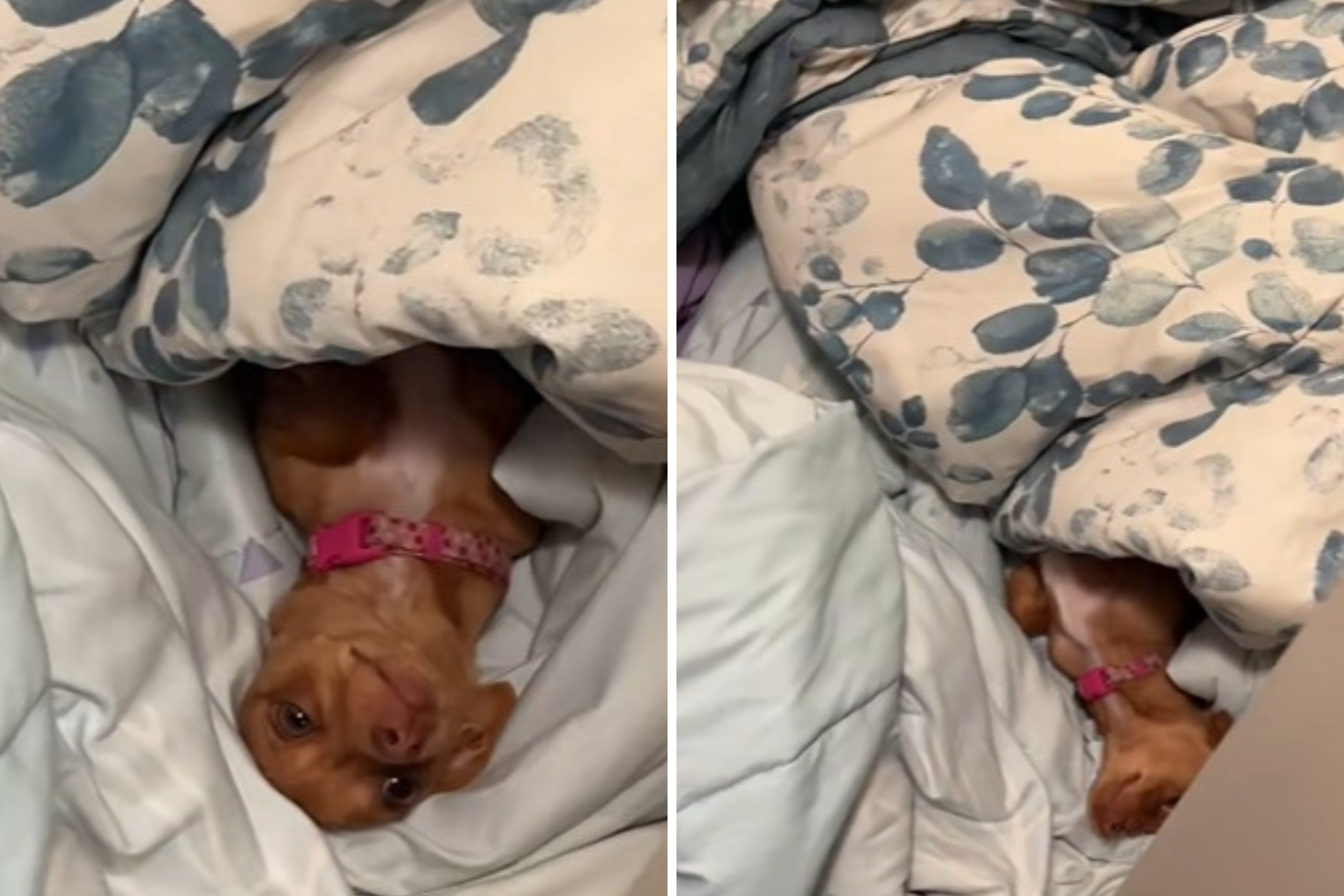 Chihuahua’s Reaction to Being Locked Out of Kid’s Bedroom Melts Hearts