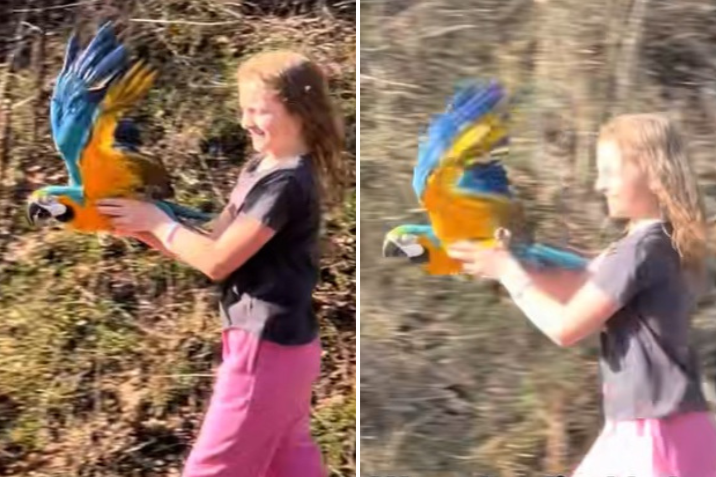 Girl, 12, Adopts Disabled Parrot Who Can’t Fly, She Refused To Give Up Hope
