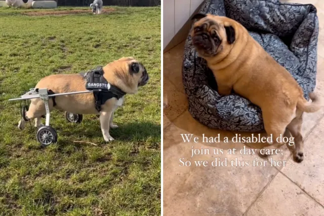 Pug receives wheelchair