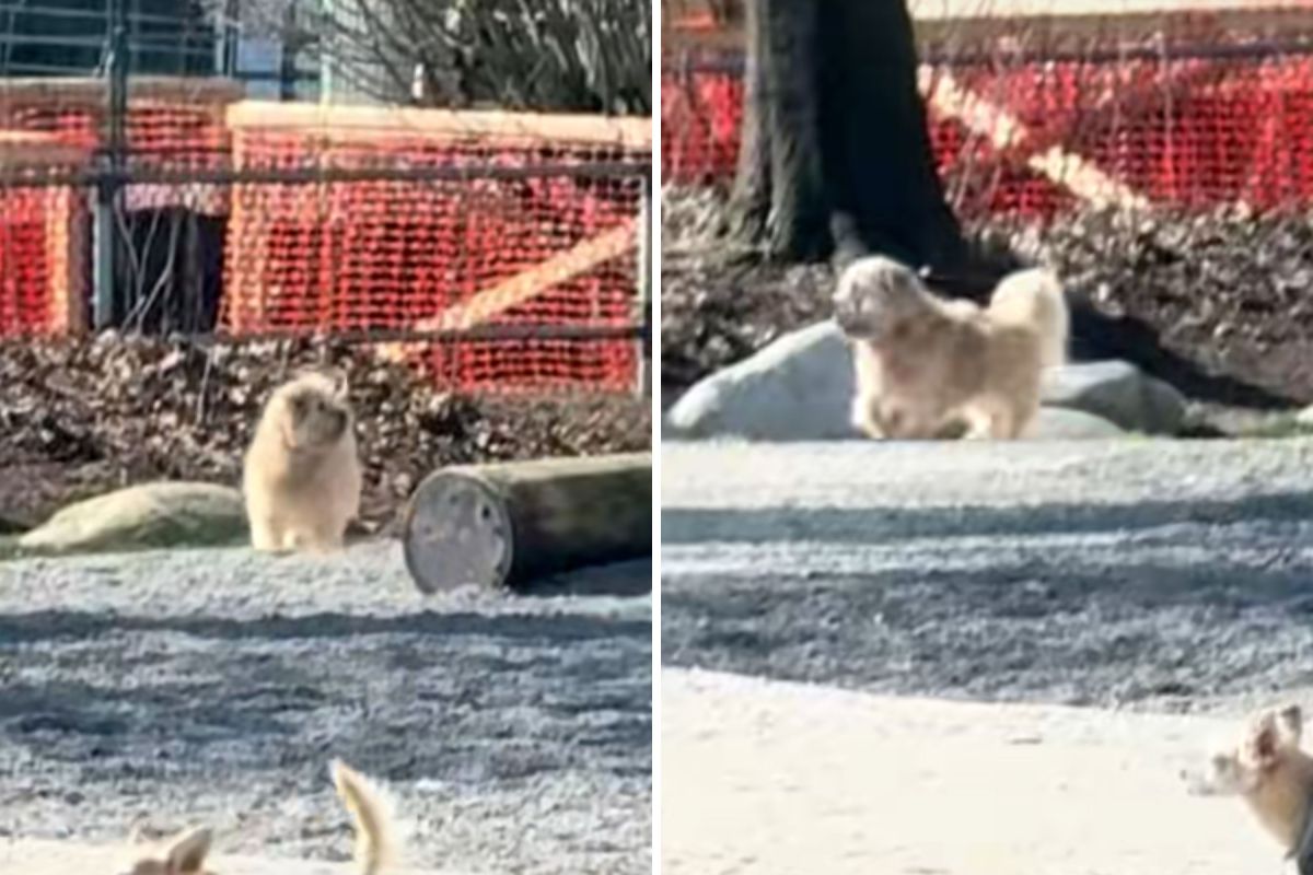 A Rescue Dog's Heart-Wrenching Moment: Abandonment Fears Resurface at the Park