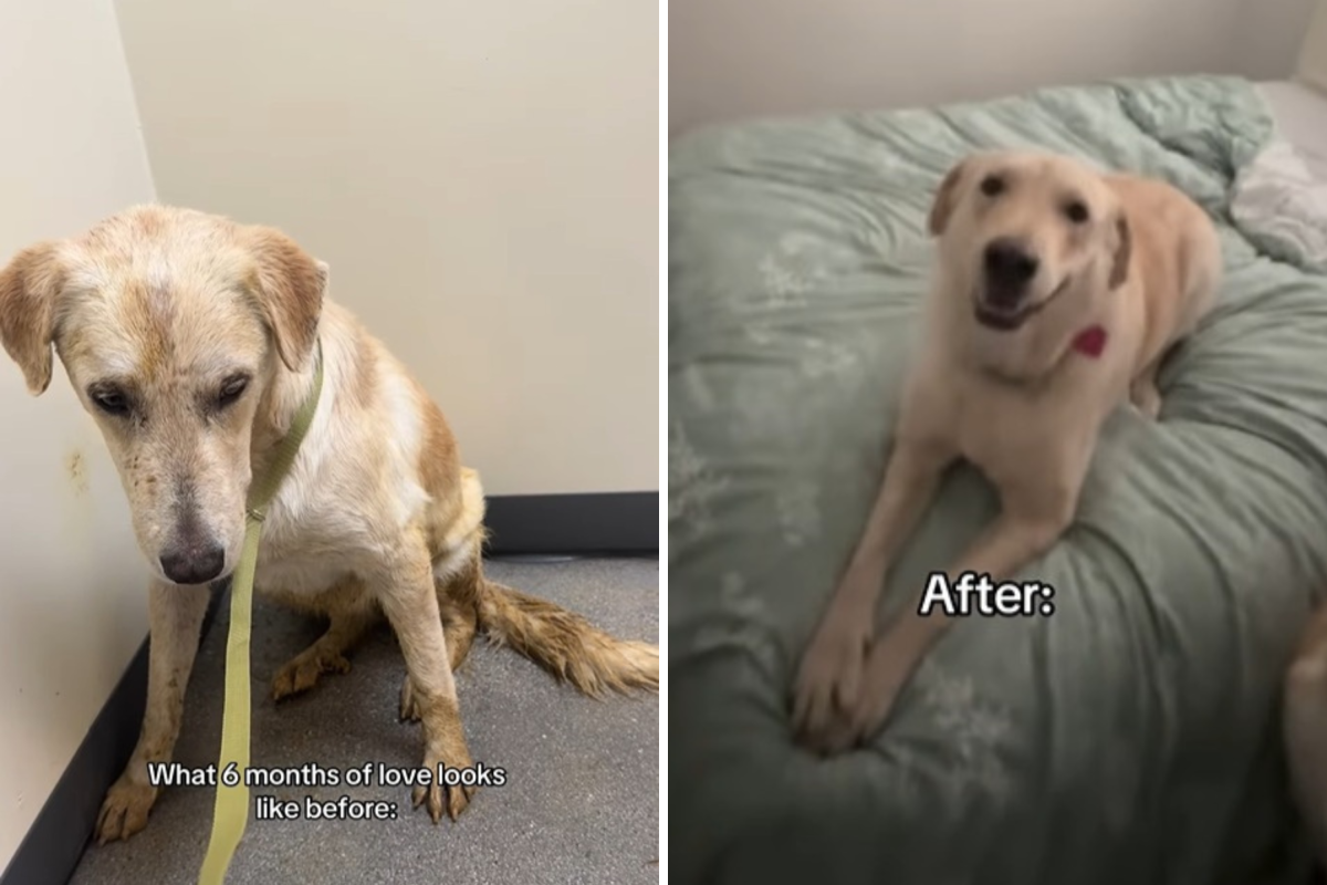 Rescue Dog Experiences 6 Months of Love, Tears Over What Owner Captures