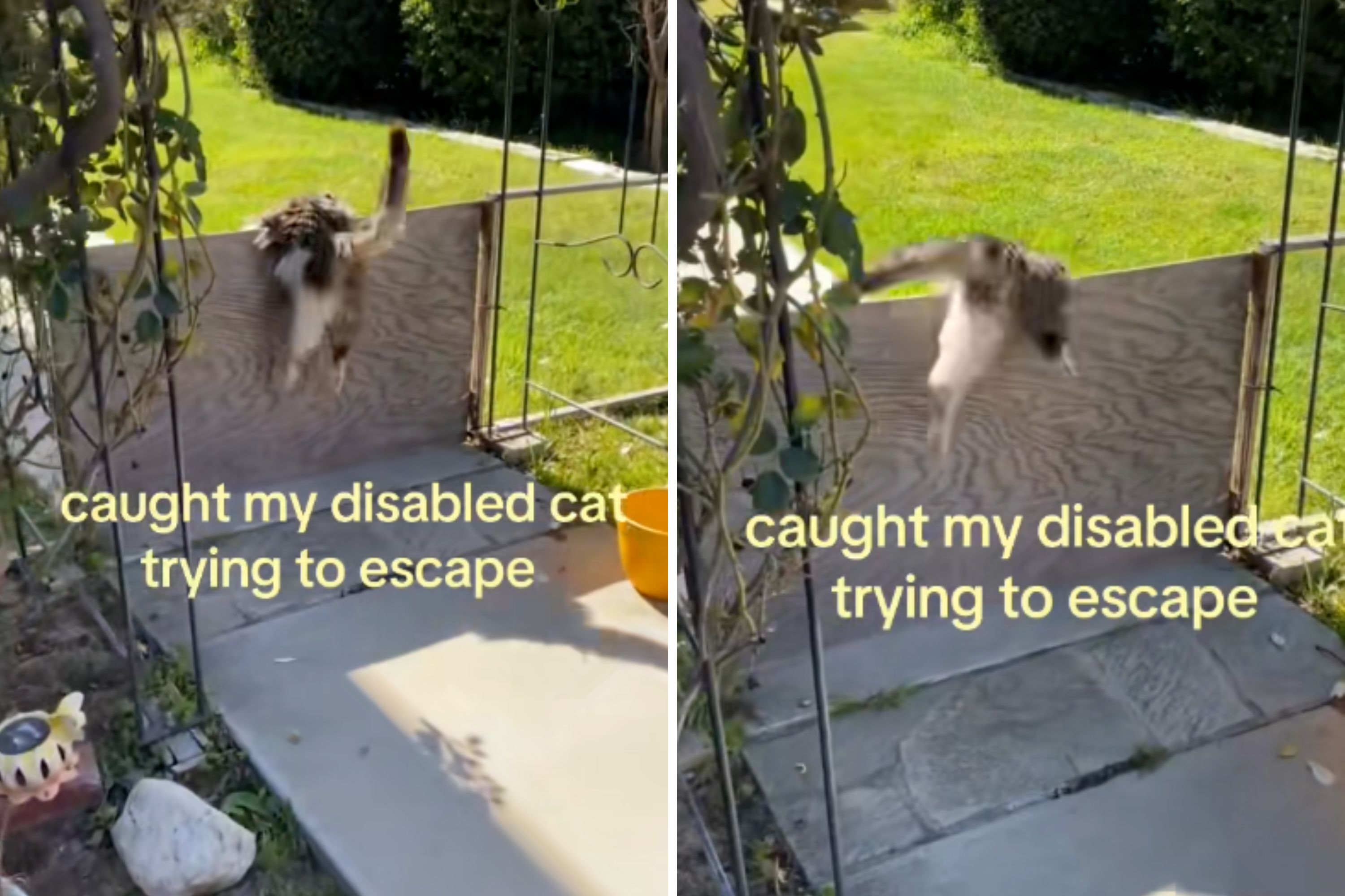 Owner Walks Into the Yard, Can’t Believe What She Finds Disabled Cat Doing