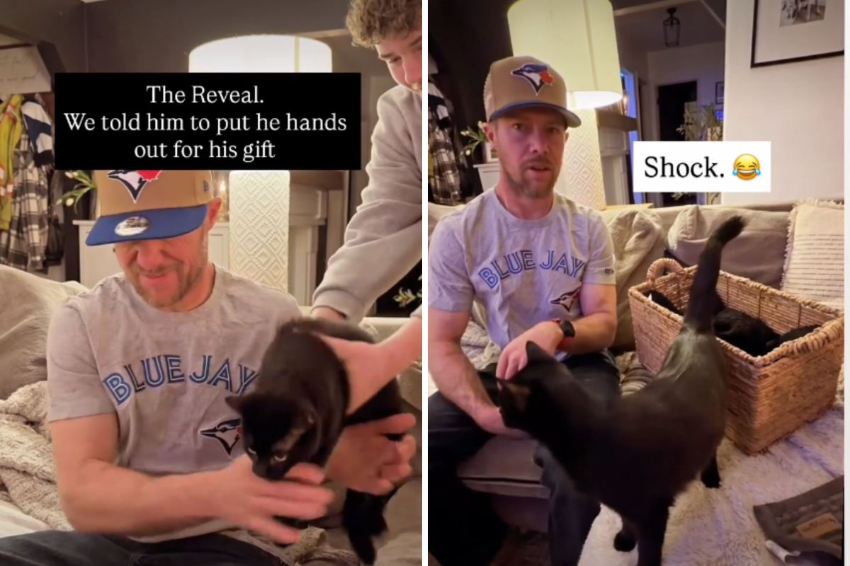 When One Cat Turns into Seven: A Business Trip Surprise Gone Wild