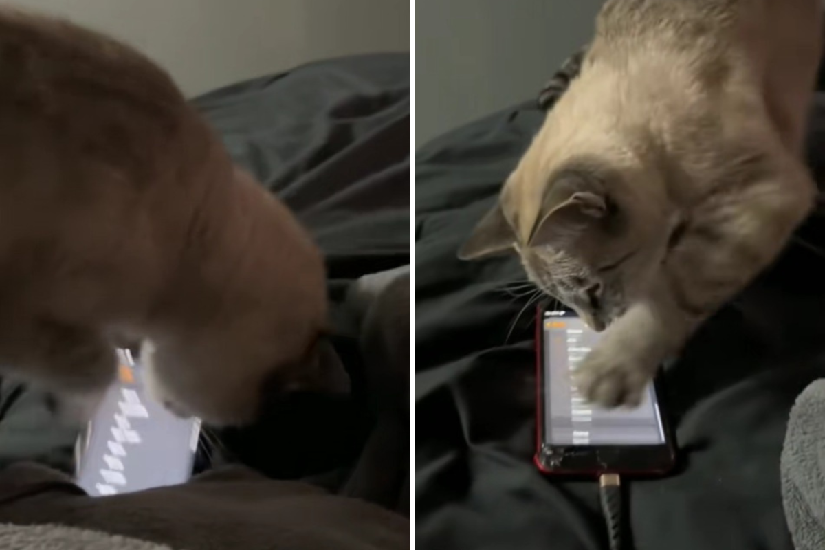 Woman blames cat for turning off alarm—roommate’s simple test reveals truth