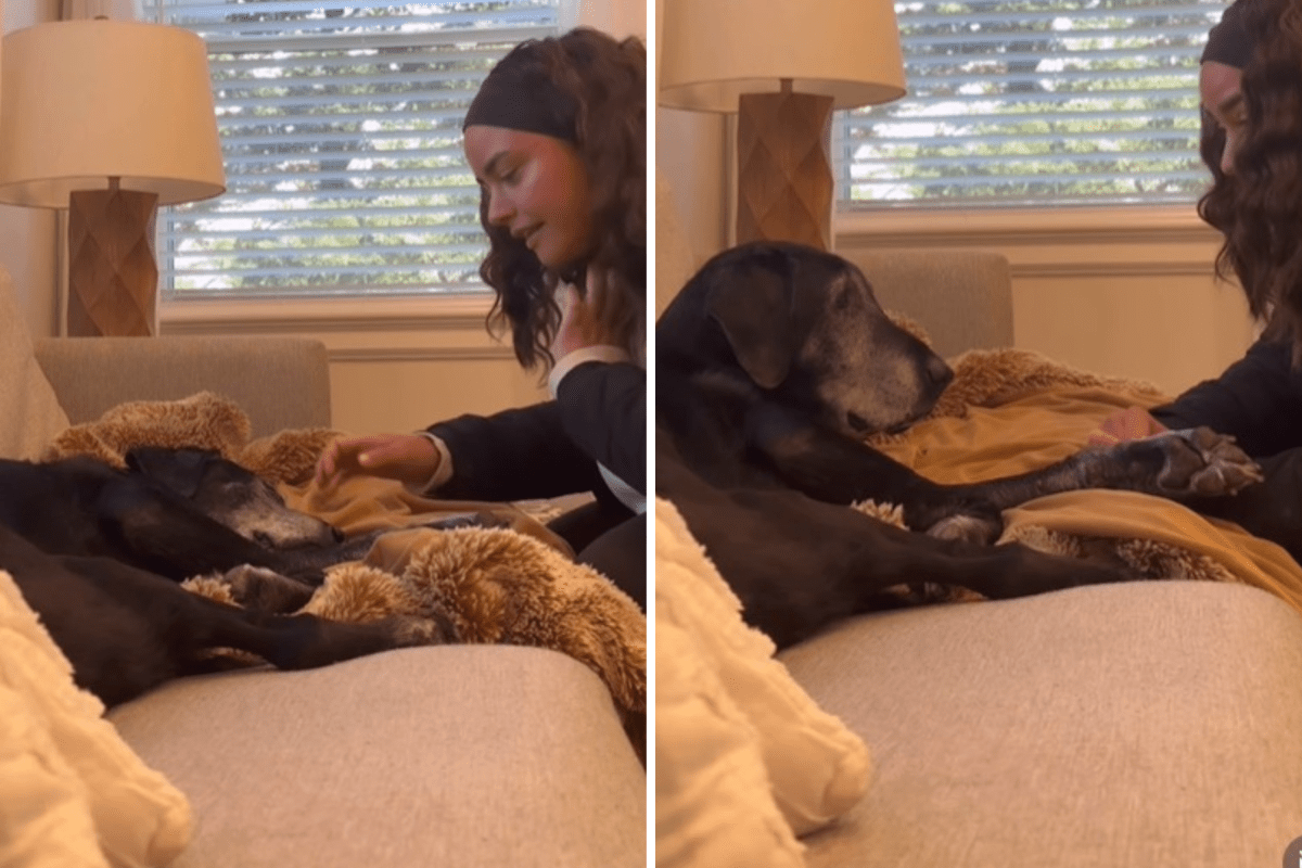 Senior Labrador’s reaction when owner wakes from nap melts hearts