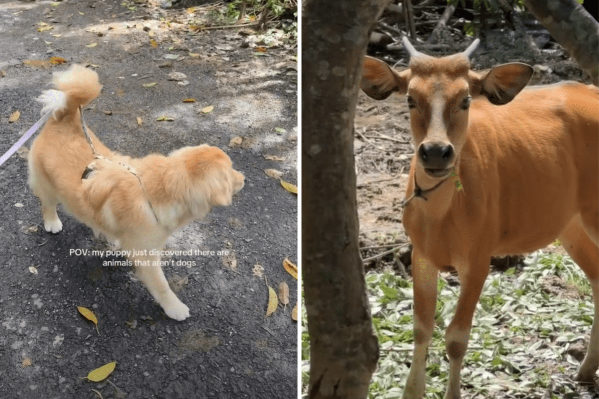 Golden retriever discovers other animals exist, her reaction says it all