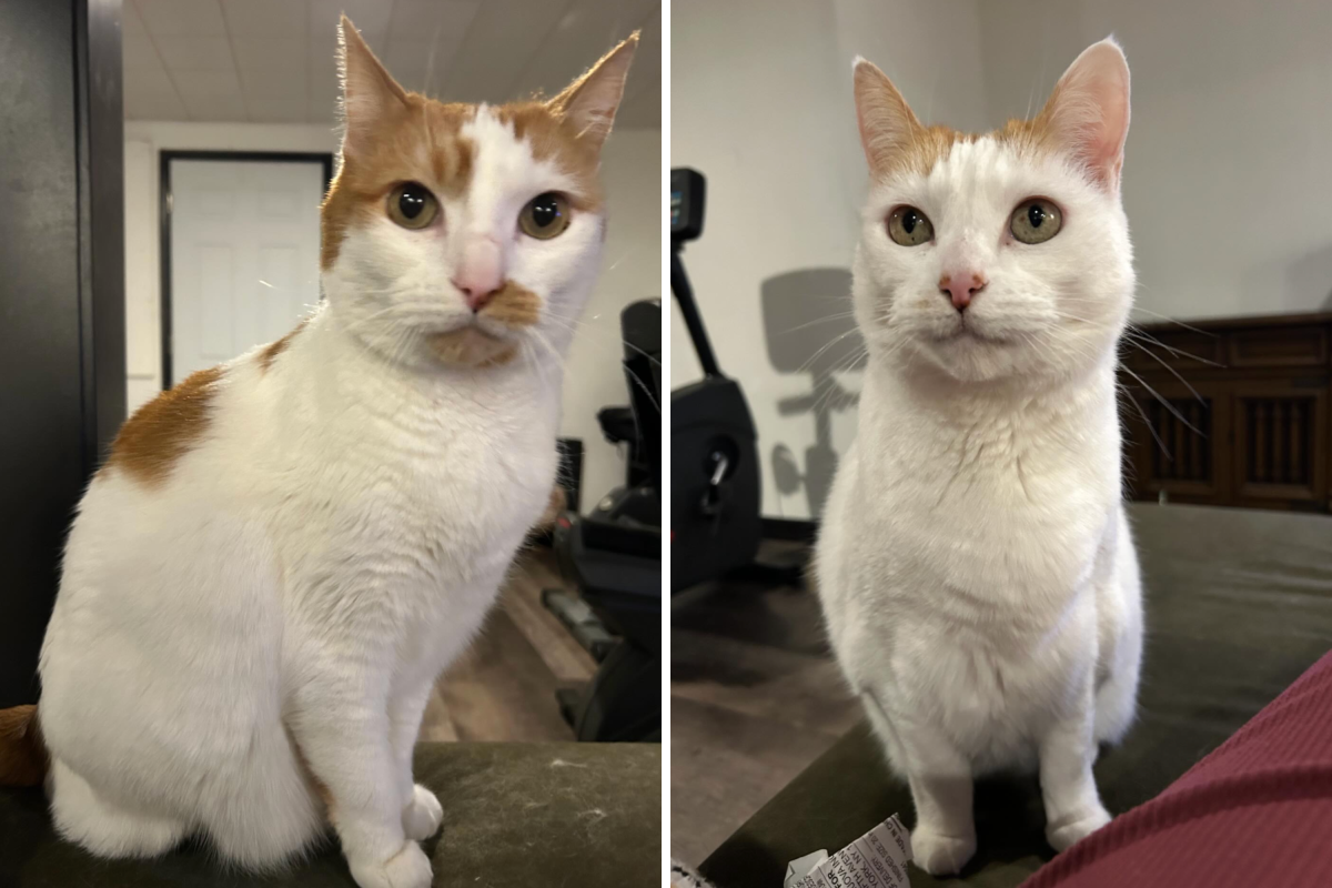 Hearts Melt as Senior Bonded Cats Aged 10 Find a Home Together