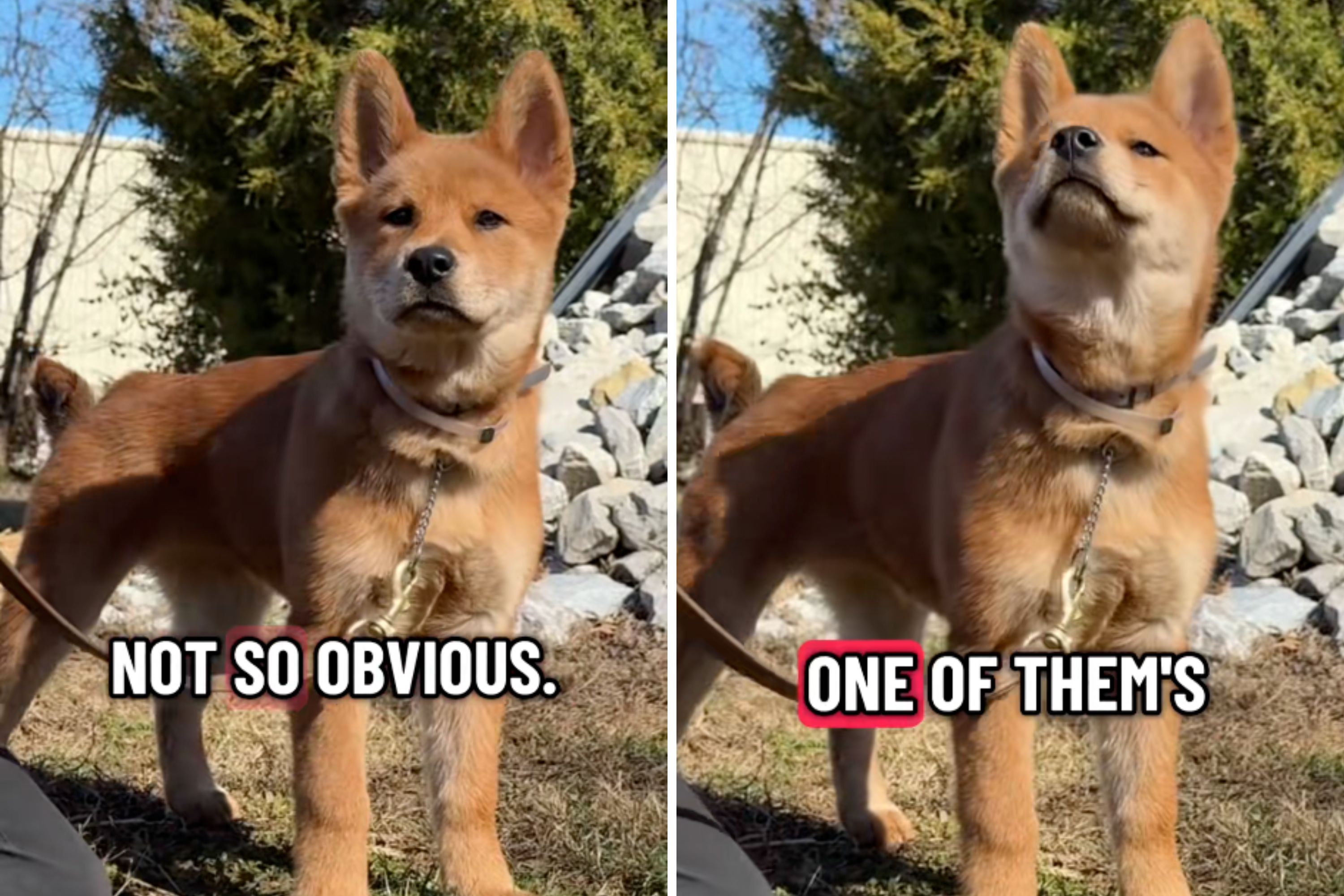 Man Challenges Internet to Guess Dog’s 2 Breeds; Says One Is ‘Obvious’