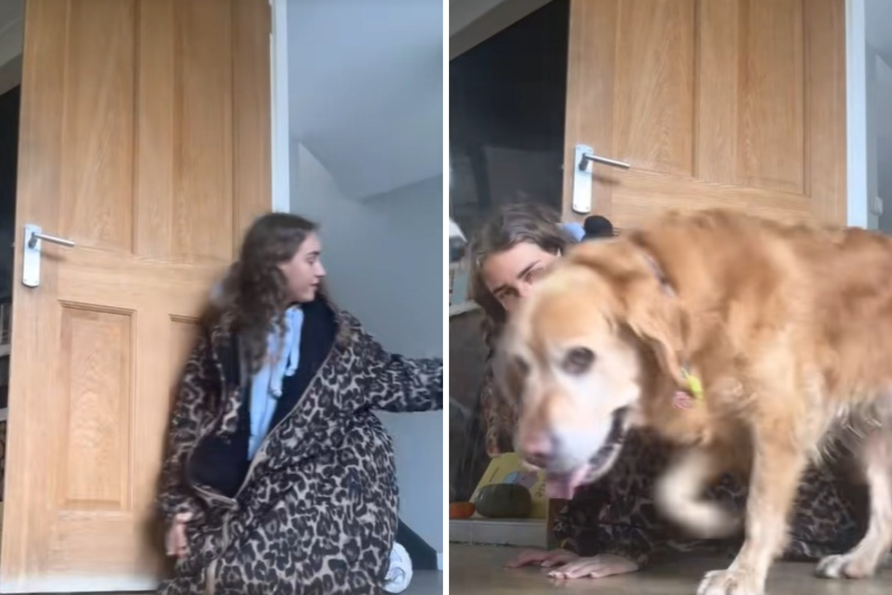 Rescue Golden Retriever Is ‘Scared’ of 1 Thing in New Home, Owner Steps Up