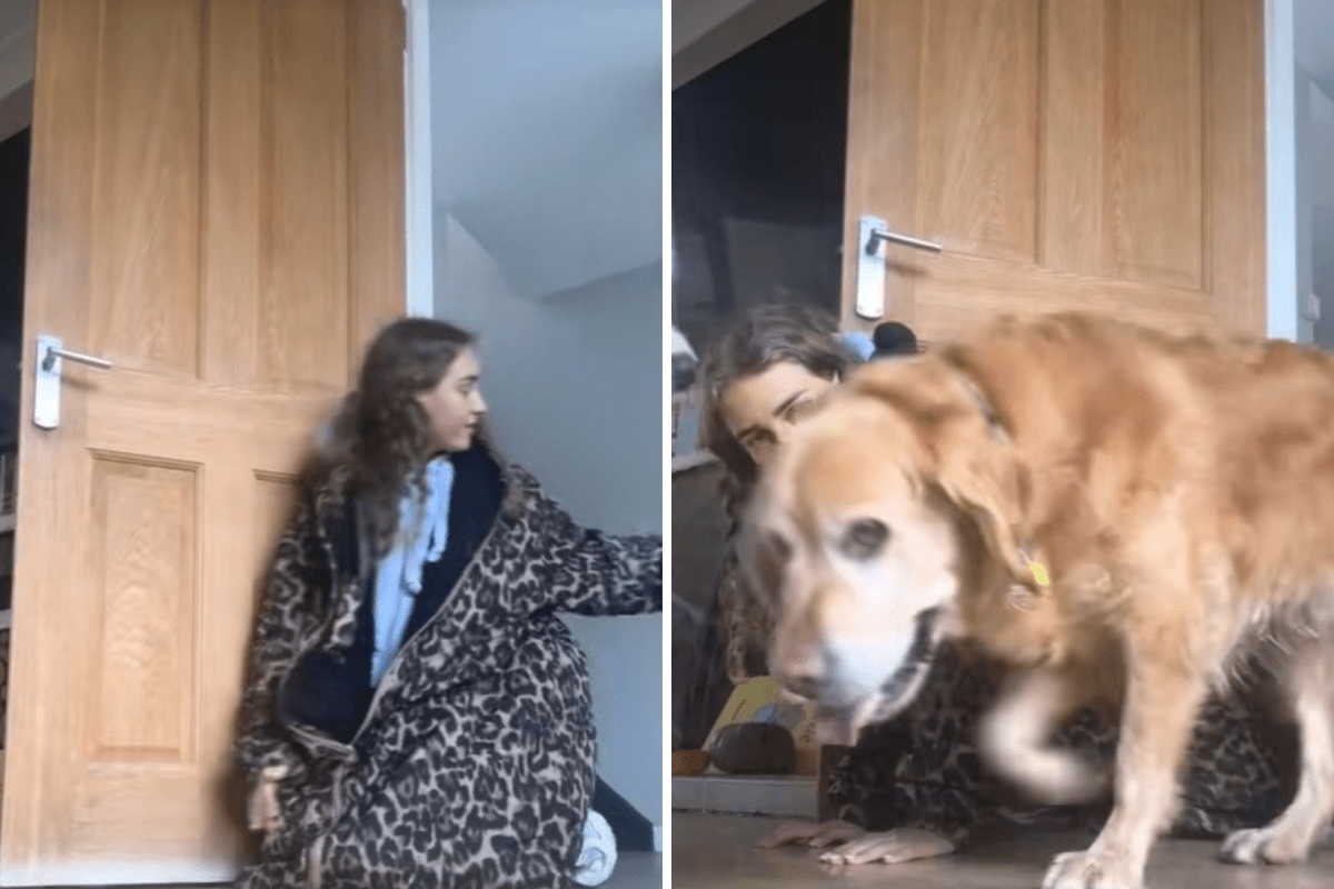 Rescue Golden Retriever Is ‘Scared’ of 1 Thing in New Home, Owner Steps Up