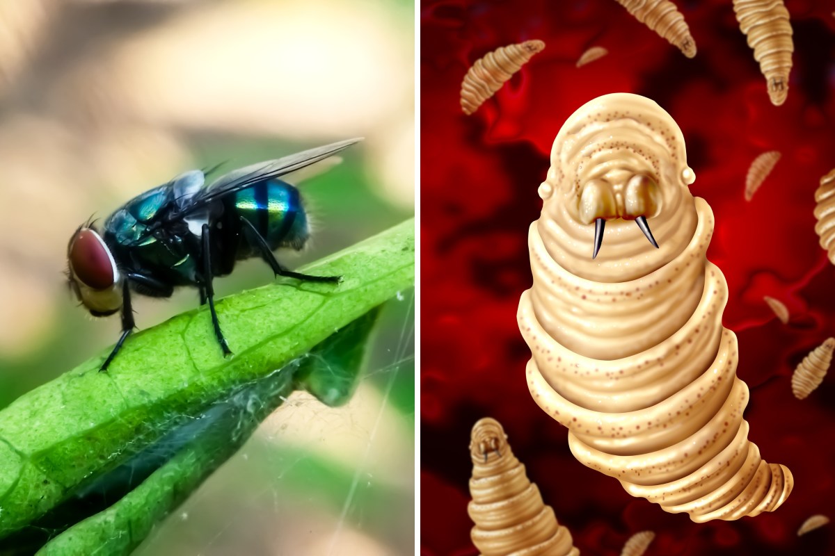 Slay Insect Flesh‑Eating Insect Eradicated From the US in 1966 Seen Nearing Border ...