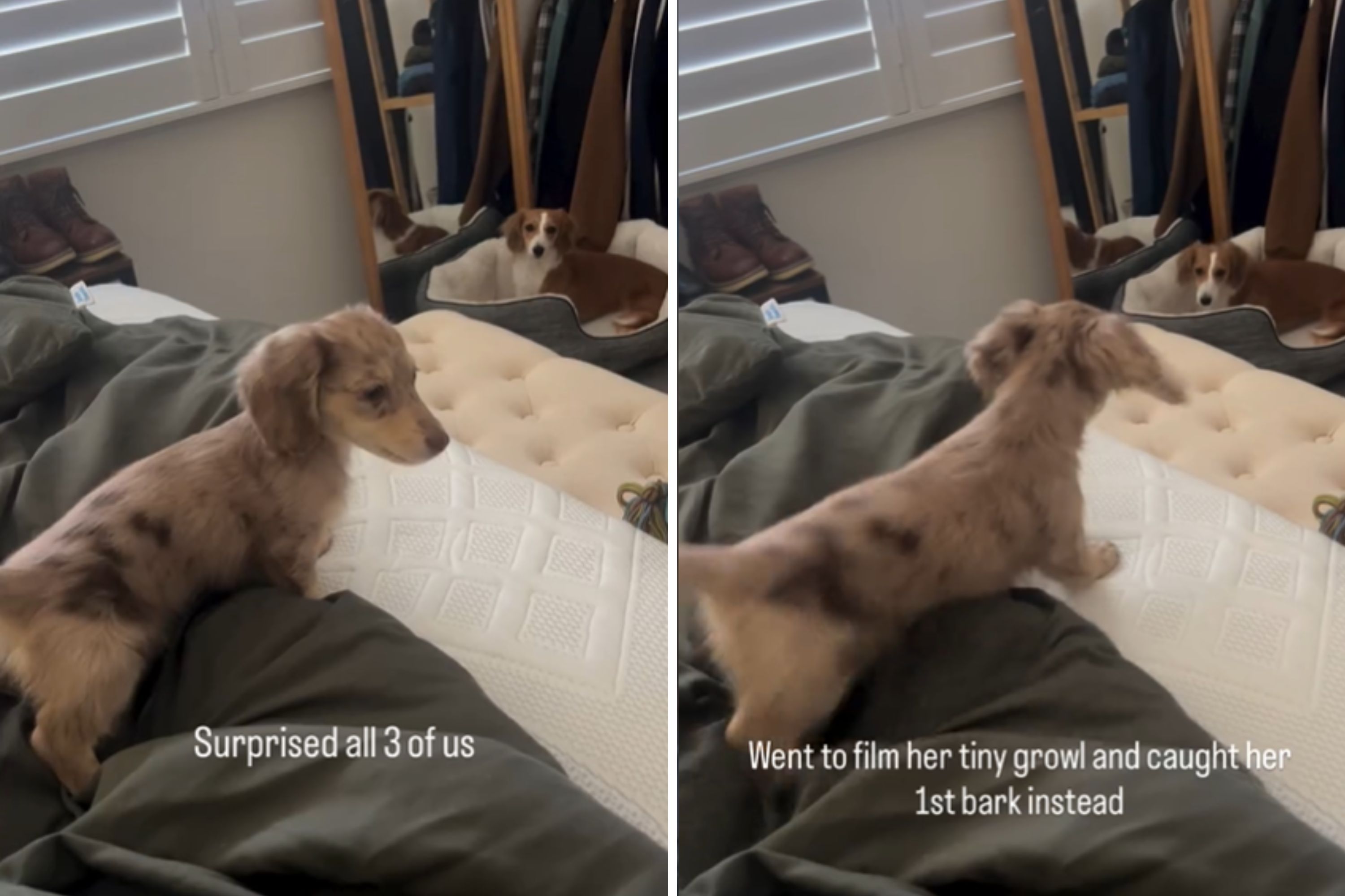 Owner Tries to Film Puppy’s First Growl—Captures Something Else Instead