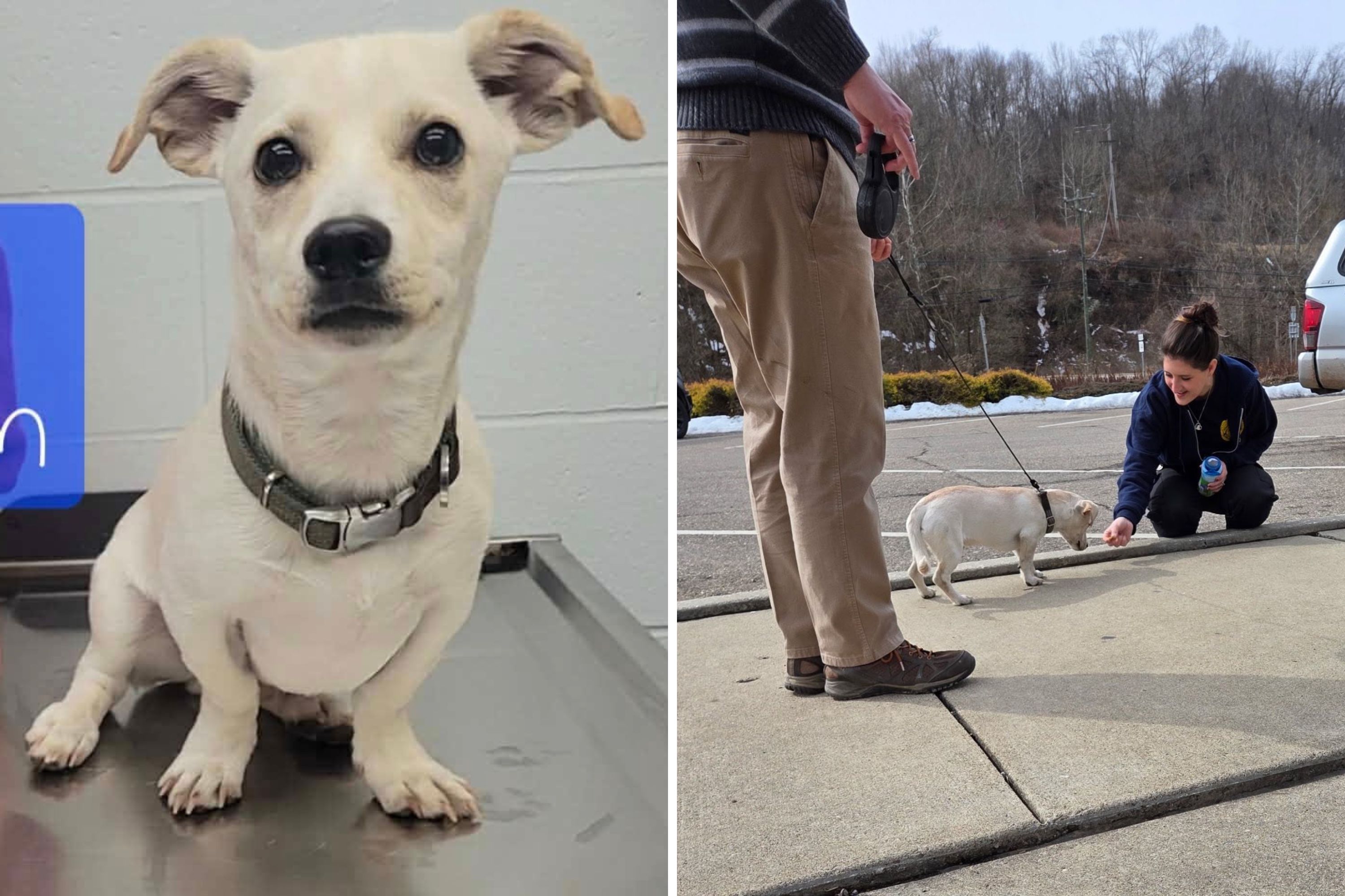 Shelter Finds Dog Tied to Picnic Table—What Was Left With Him Breaks Hearts
