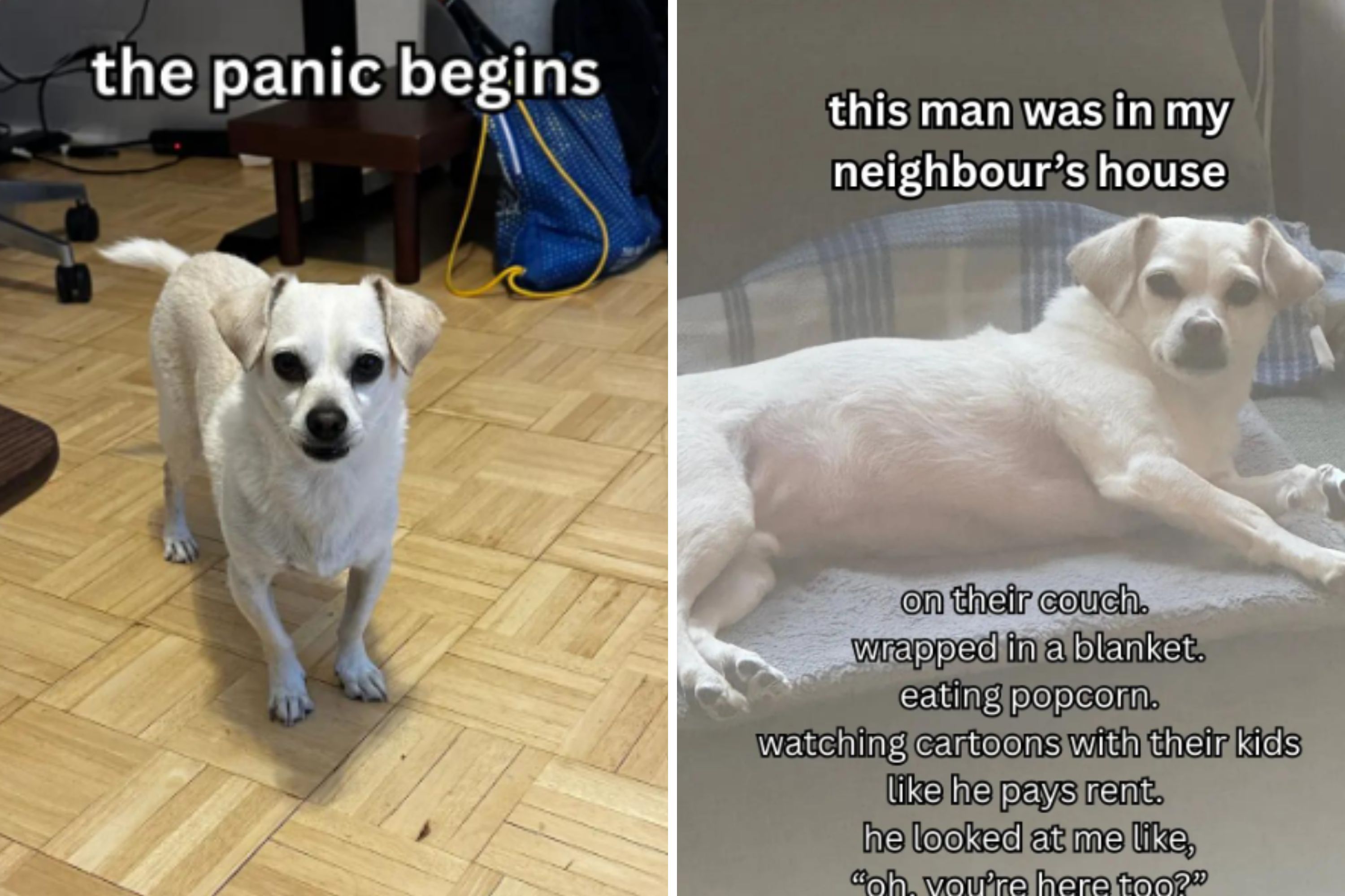 Owner Panics as Dog Missing for Hours—Then Hears Noise From Neighbor’s Home