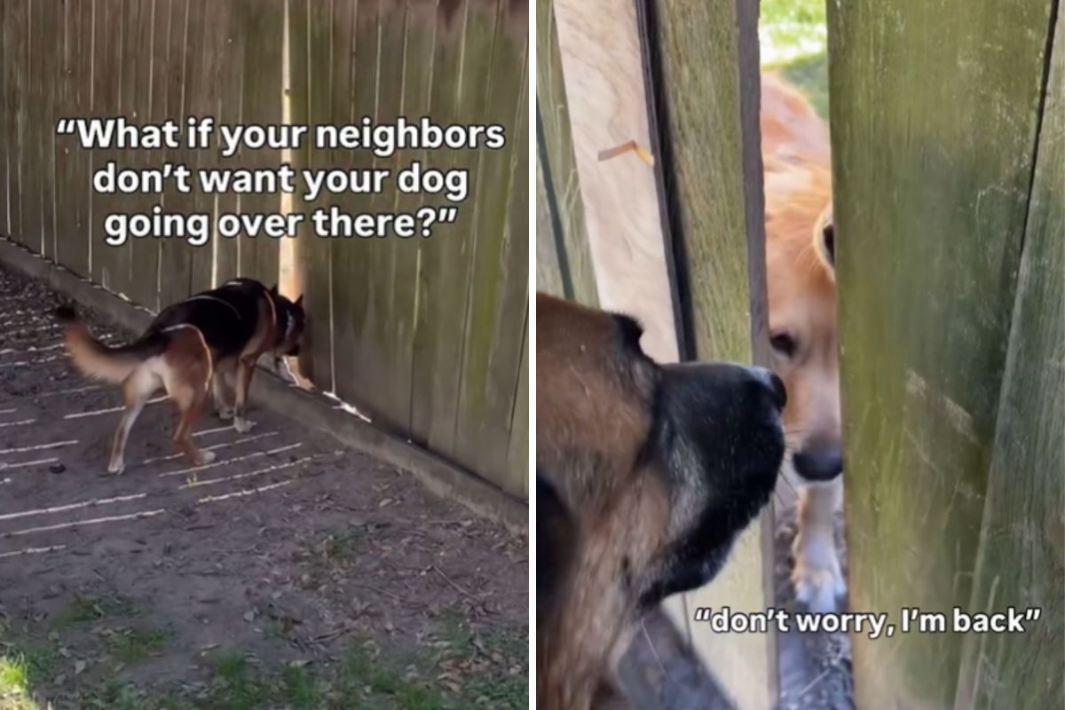 Dog Owner Discovers Gap in Fence—Not Prepared for Text Neighbor Sends Dog Owner Discovers Gap in Fence—Not Prepared for Text Neighbor Sends