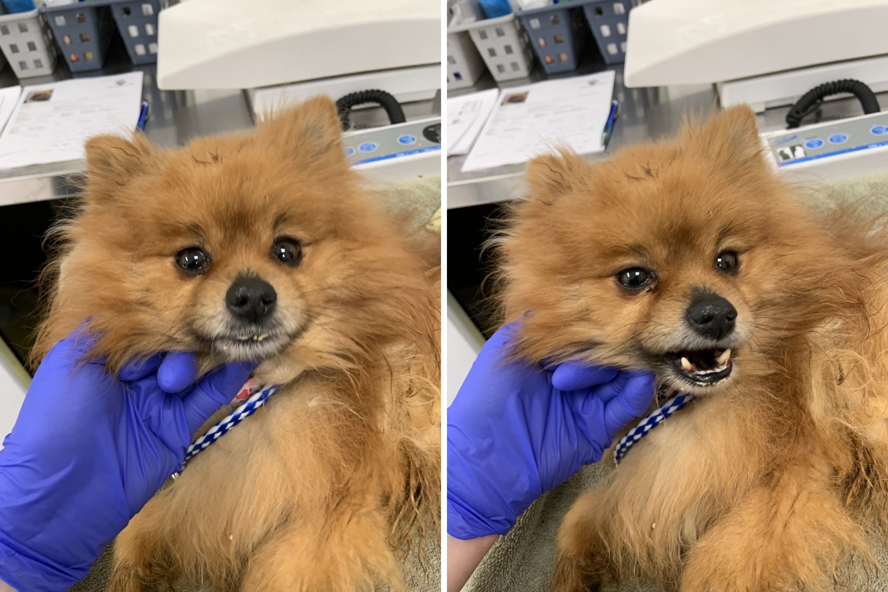 Heartbreak as Sick Pomeranian Found Dumped in Backpack by ‘Cruel’ Owner